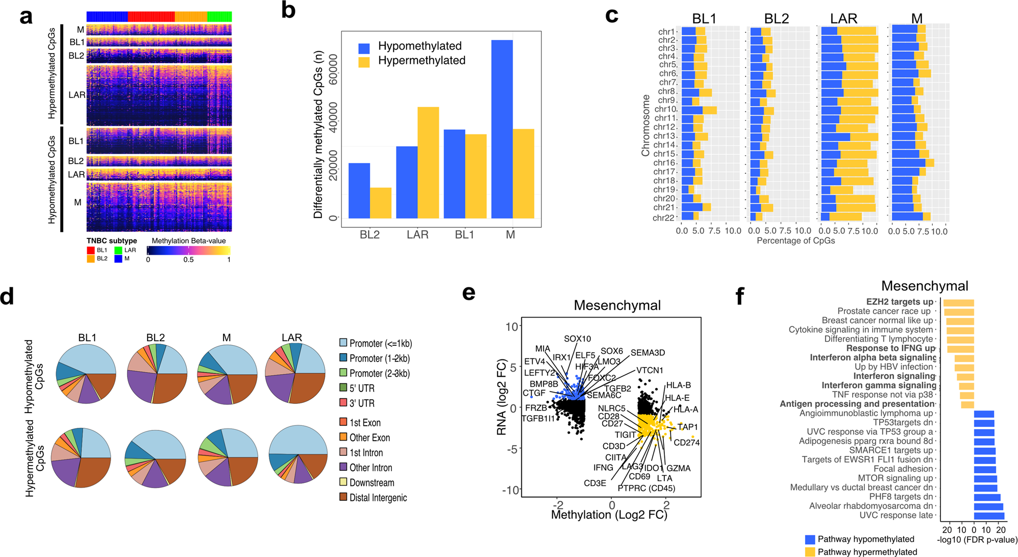Fig. 4: TNBC subtypes differ in global methylation patterns and mesenchymal TNBCs show specific methylation for EZH2 targets and antigen presentation genes.