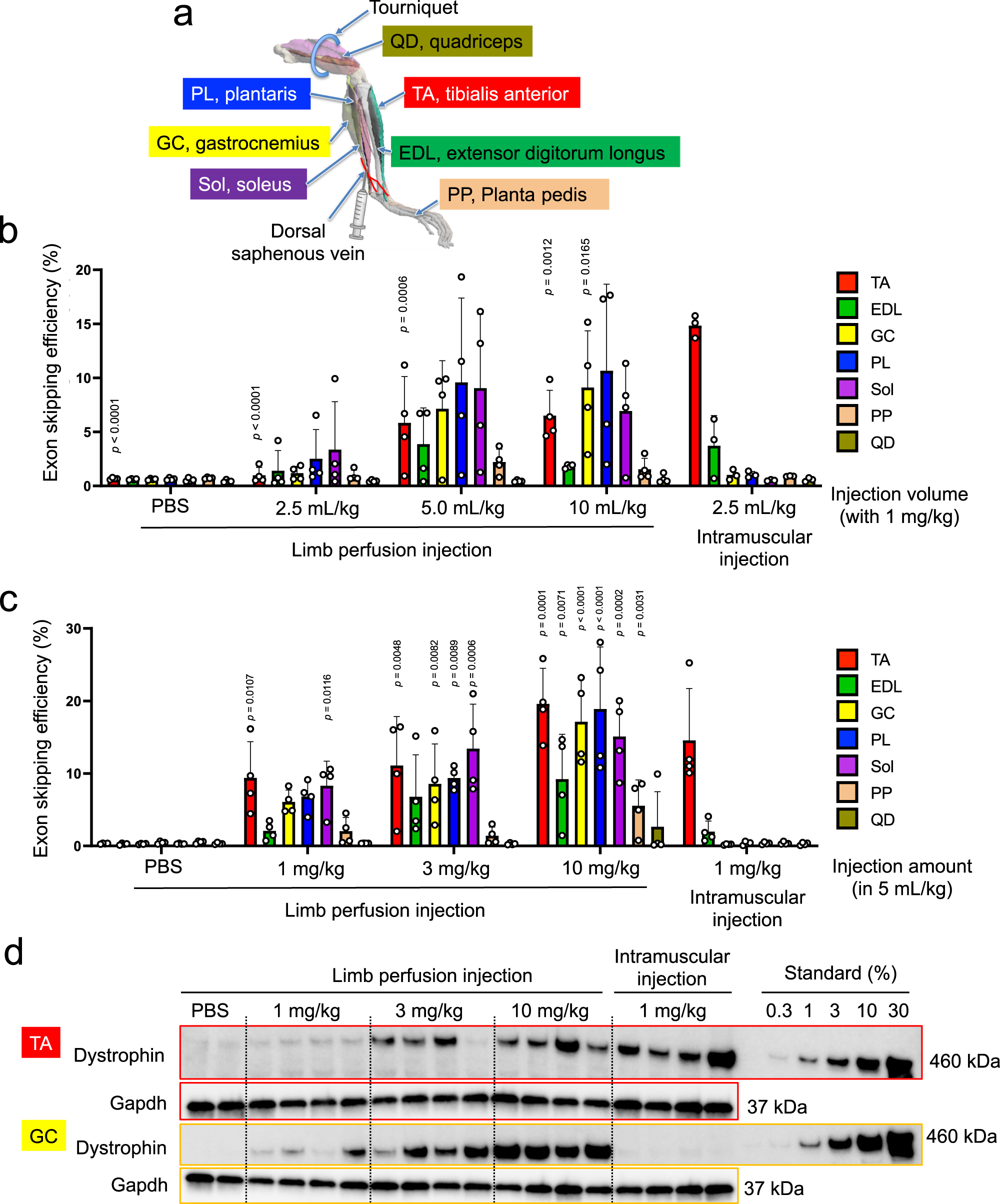 Fig. 6: Intravenous delivery of LNP-Cas9/sgRNA by limb perfusion.