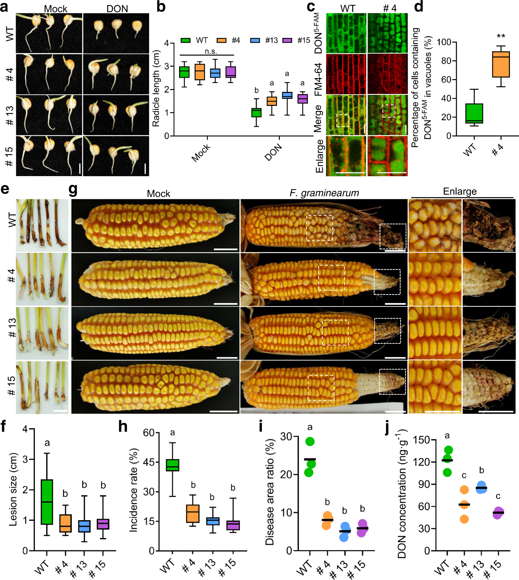 Fig. 6: Heterologous overexpression of AtALA1 in maize enhances resistance to F. graminearum and decreases DON contamination in seeds.