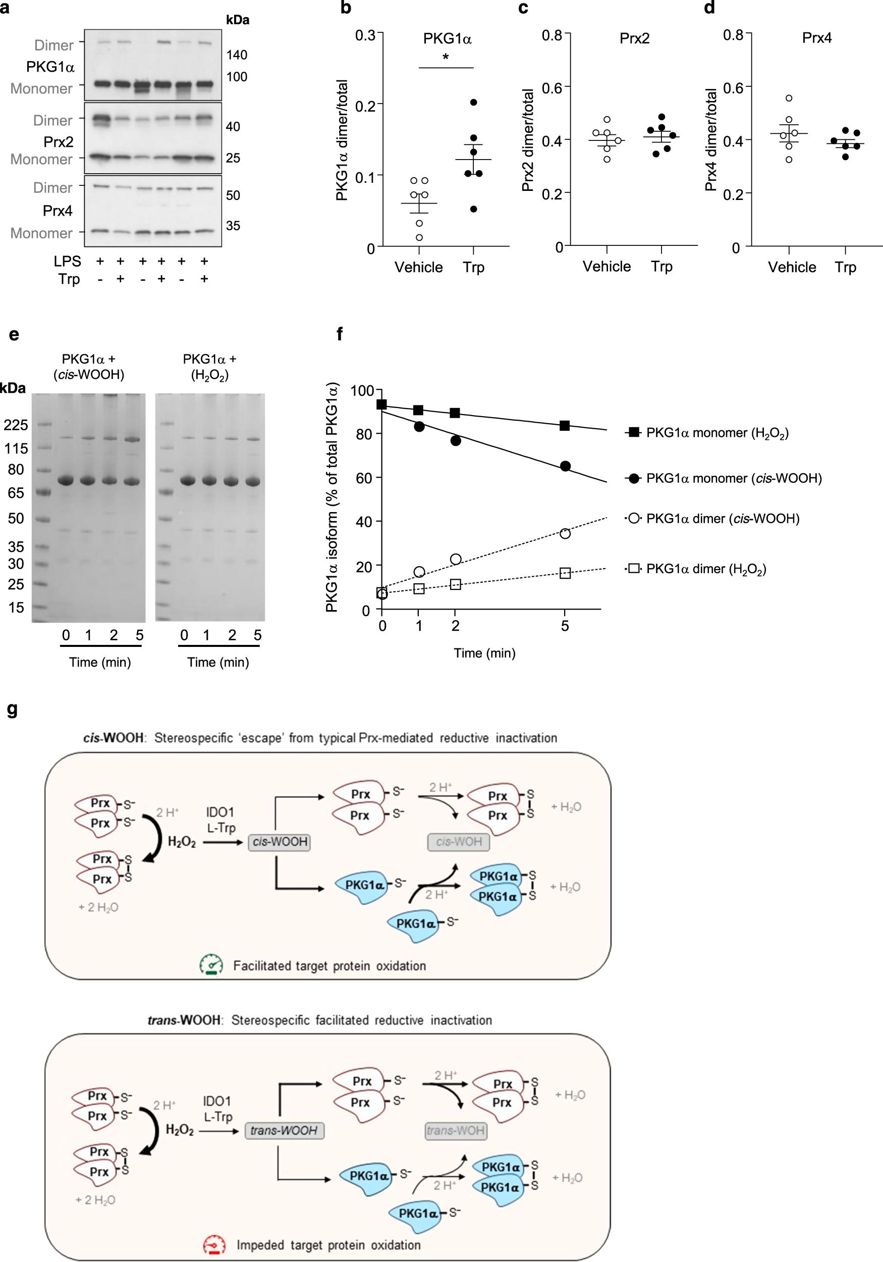 Fig. 7: Stereoselective oxidation of a target protein by cis-WOOH.