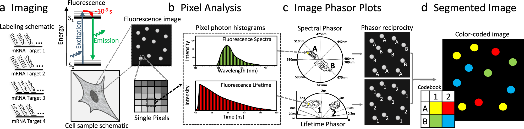 Fig. 2: Image and phasor analysis with spectrum and lifetime analysis in MOSAICA.