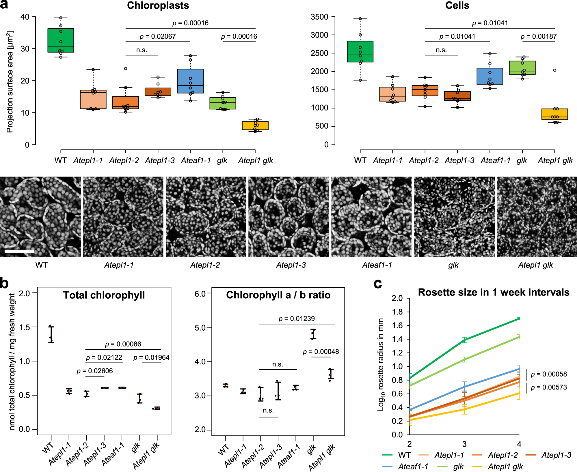 Fig. 2: Growth- and chloroplast development-related phenotypes of the NuA4 mutants are enhanced by glk mutations.