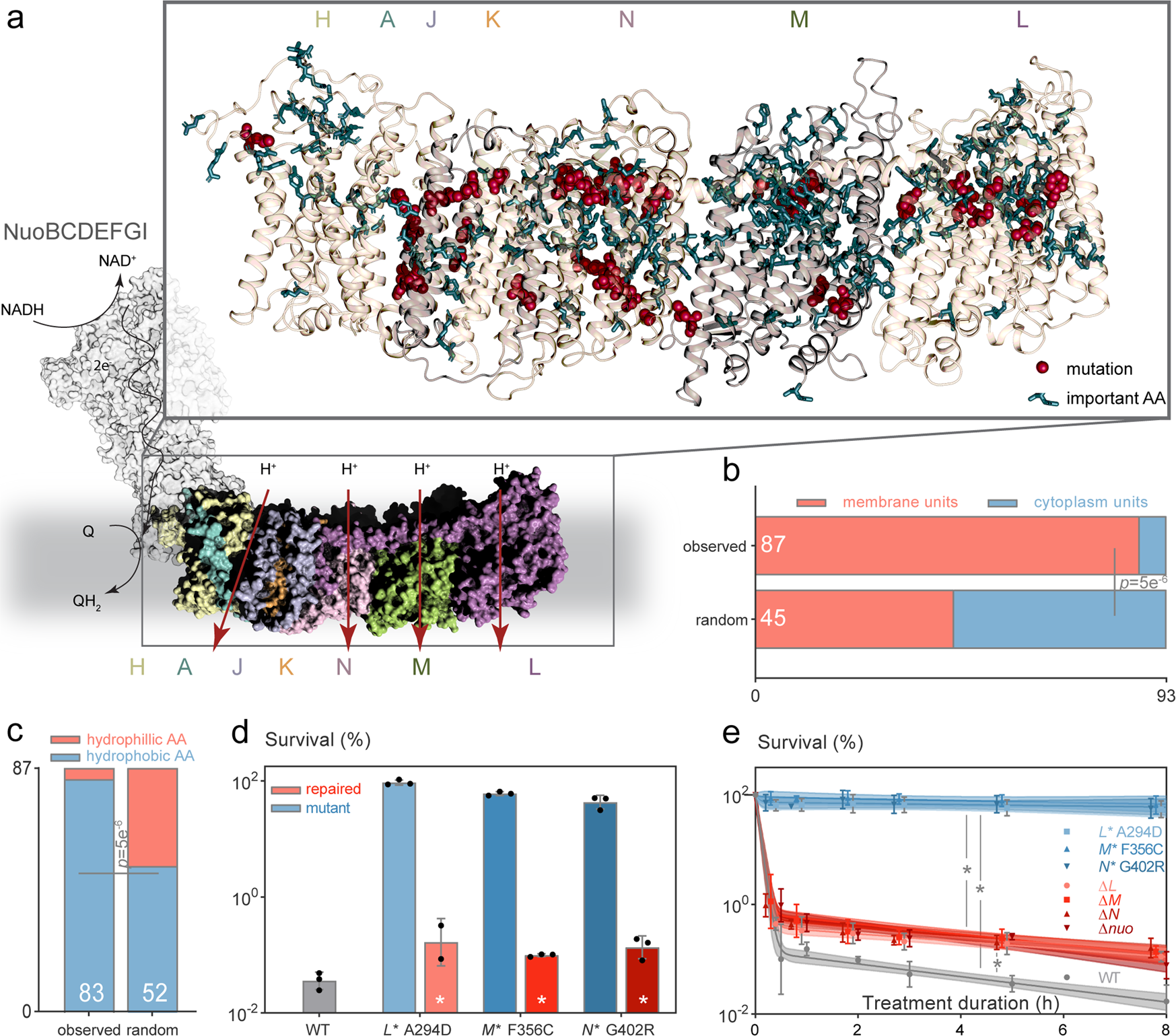 Fig. 2: High persistence-conferring nuo* mutations target hydrophobic amino acids in transmembrane subunits and do not cause a complete loss of function of the complex.