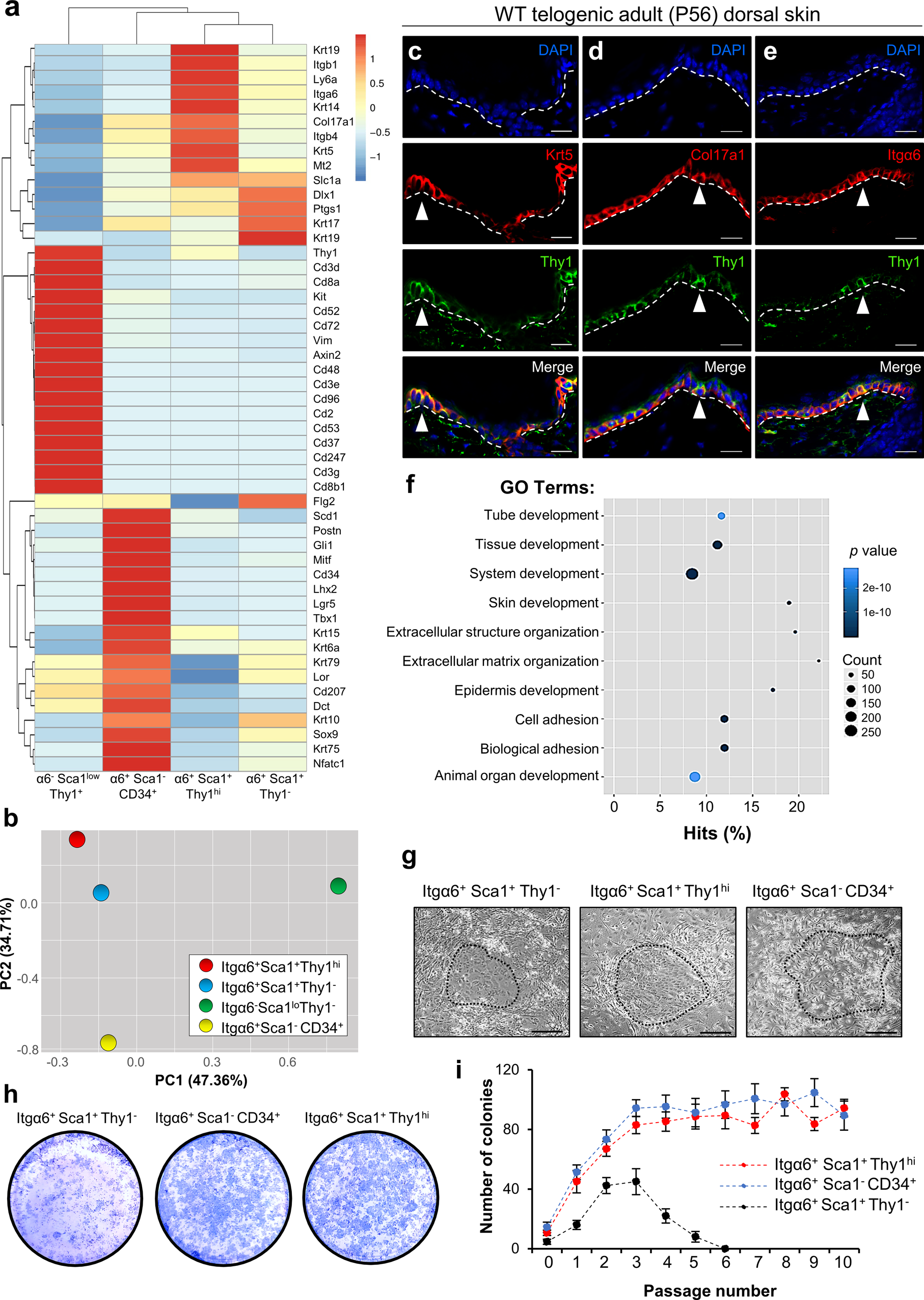 Fig. 2: Thy1+ basal epidermal keratinocytes display self-renewal capacity.