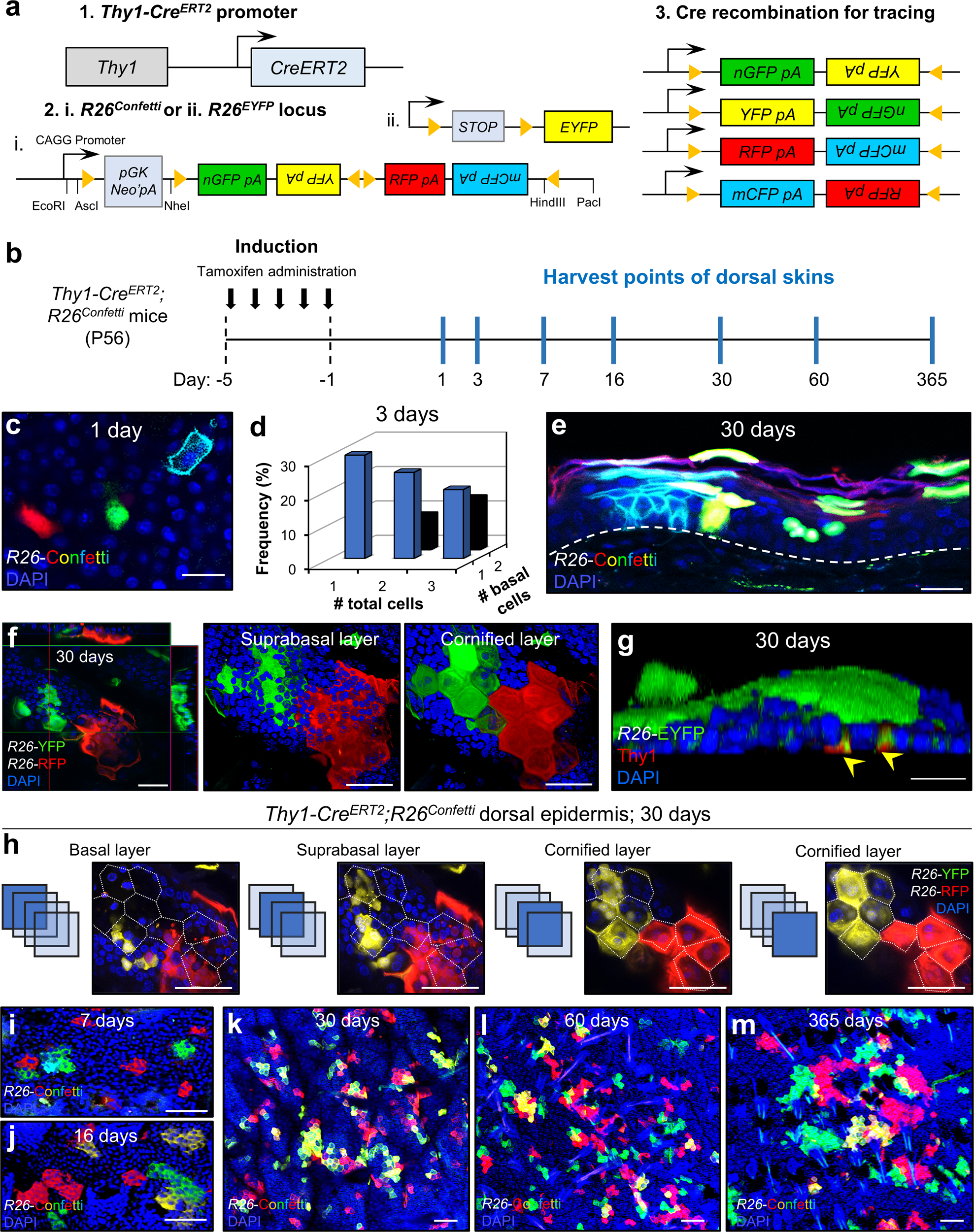 Fig. 3: Thy1+ cells replenish the adult mouse dorsal epidermis over time.