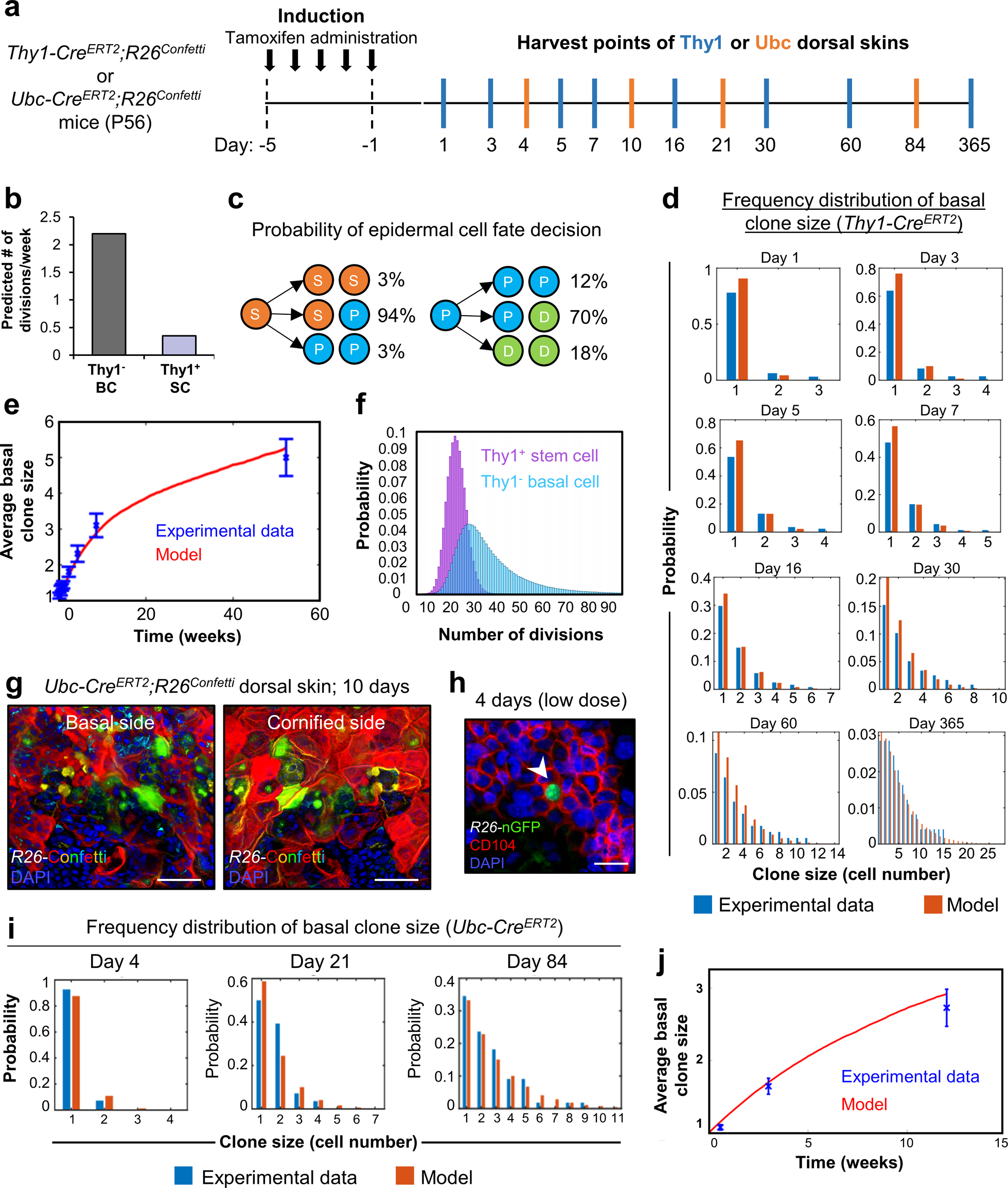 Fig. 4: Thy1+ cells are a functionally distinct population of basal epidermal stem cells.