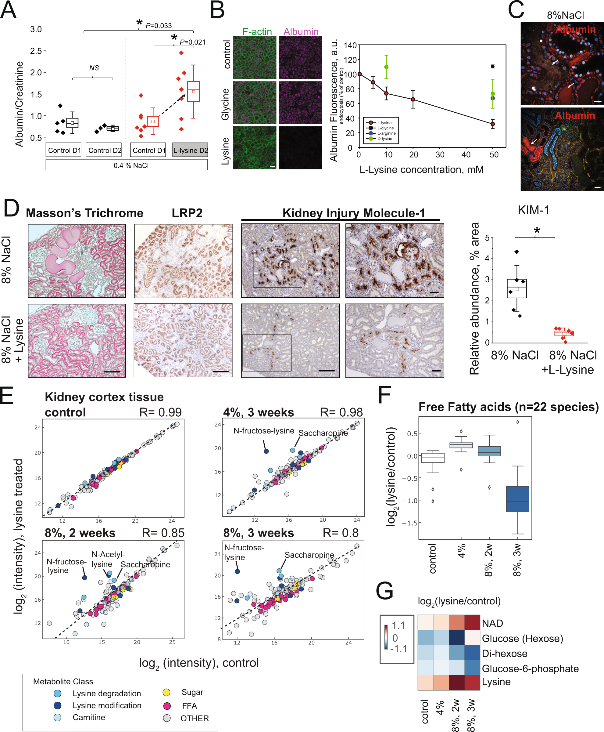 Fig. 4: Lysine treatment directly targets the proximal tubule.