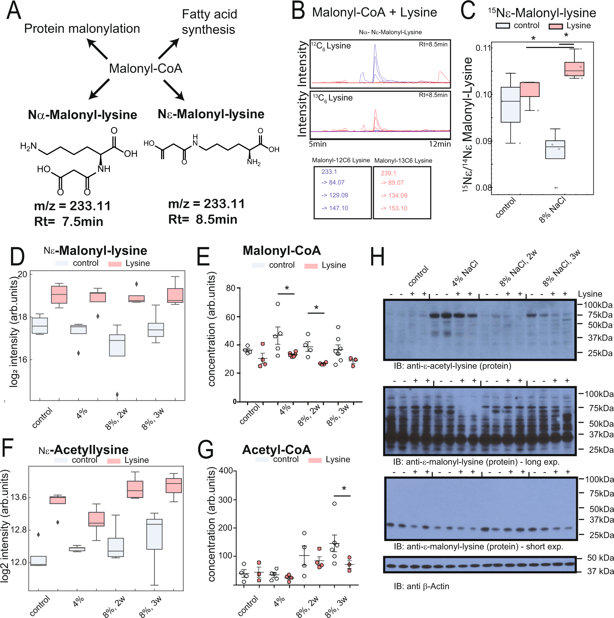 Fig. 5: Previously undescribed metabolite malonyl-lysine connects lysine metabolism to reduced fatty acid synthesis.
