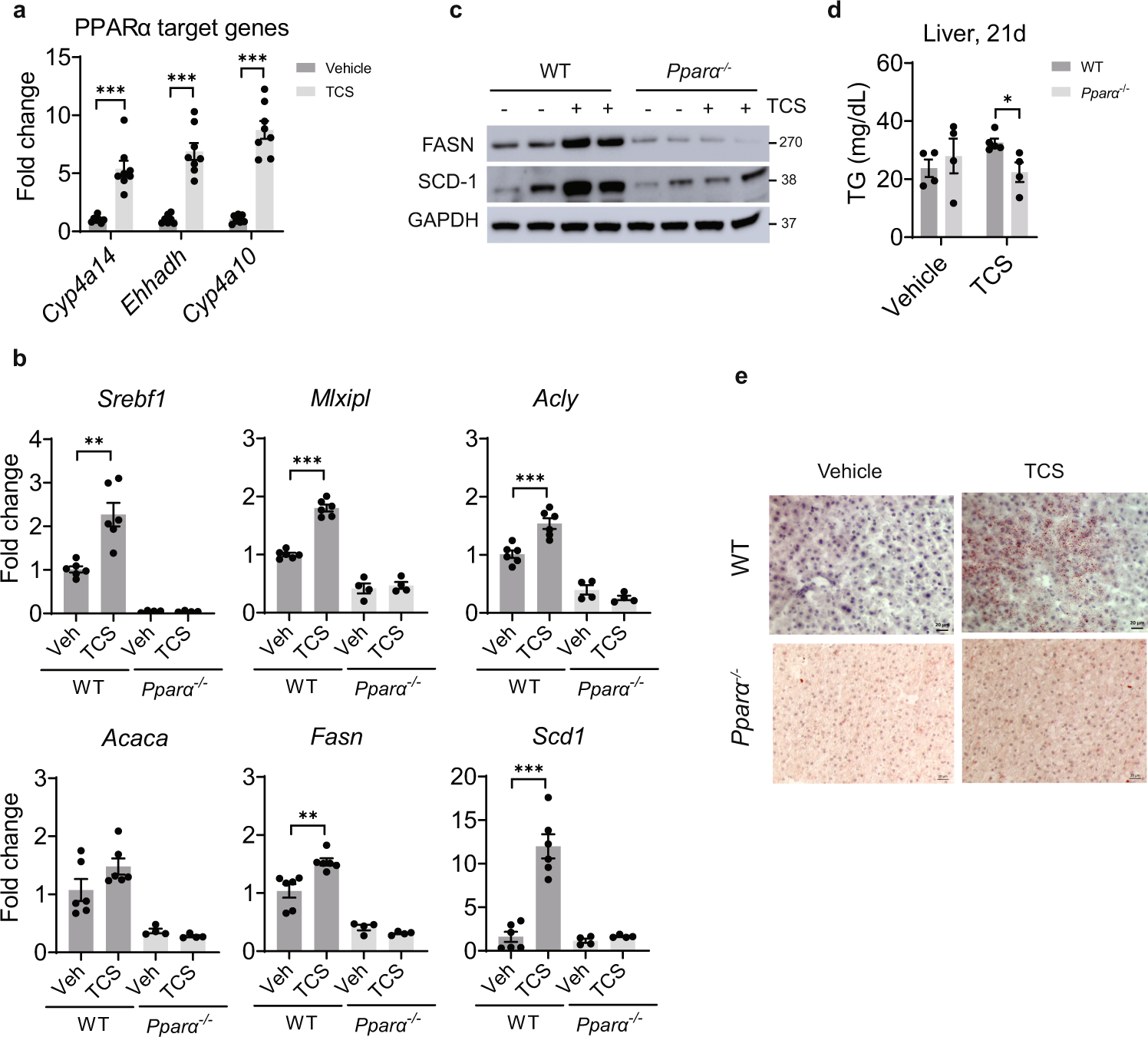 Fig. 6: PPARα controls DNL in liver of mice exposed to lactational TCS.