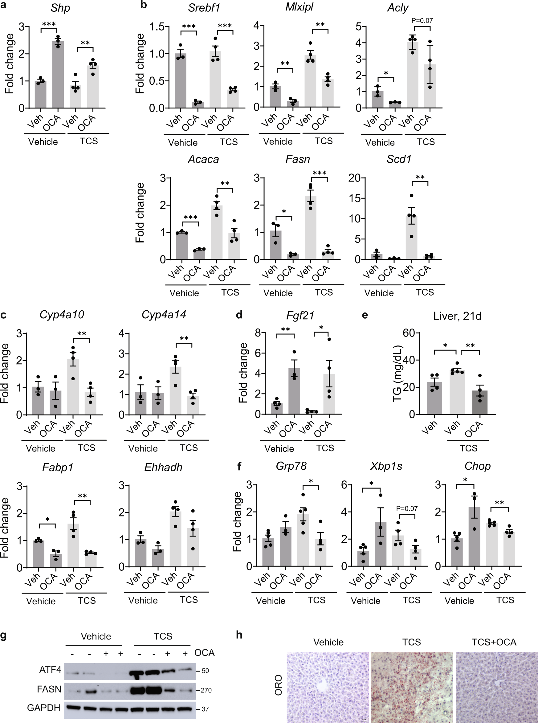 Fig. 7: Orally administration of OCA suppresses DNL genes, PPARα activity and ER stress in liver of TCS breastfed mice.