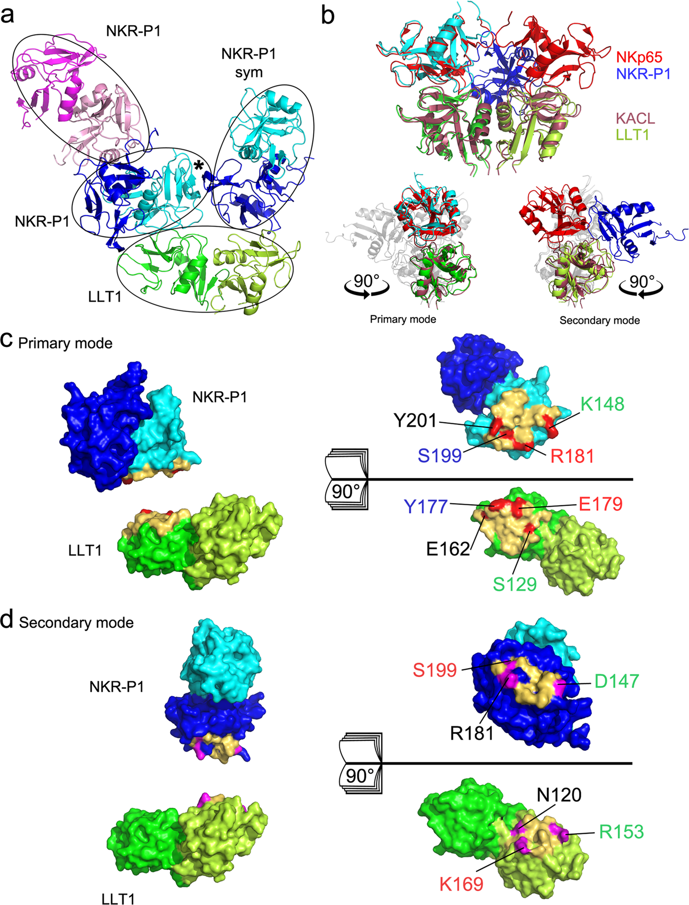 Fig. 4: The structure of the NKR-P1:LLT1 complex shows two distinct binding modes.