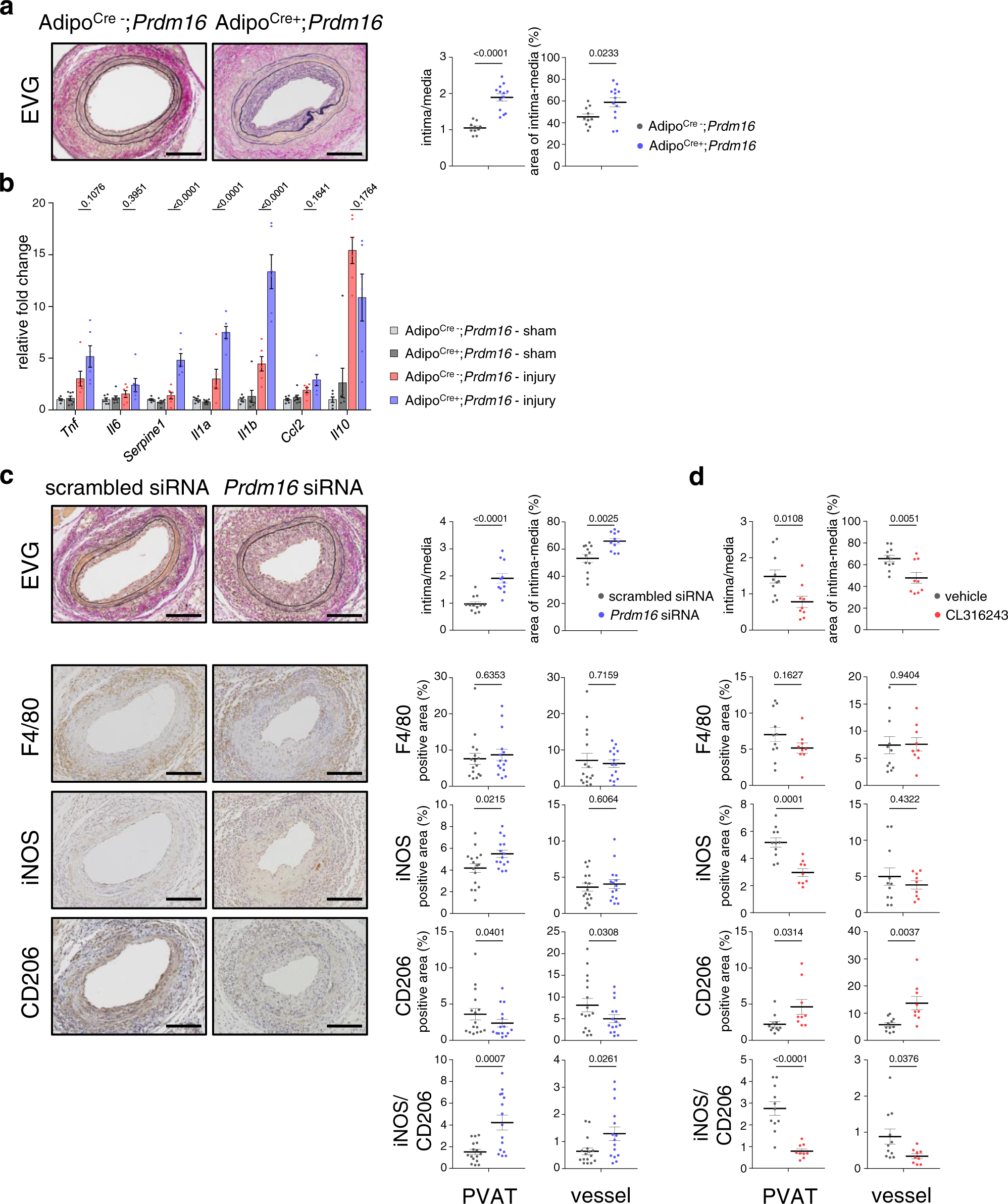 Fig. 2: Modification of PVAT beiging alters vascular inflammatory response and remodeling after injury.