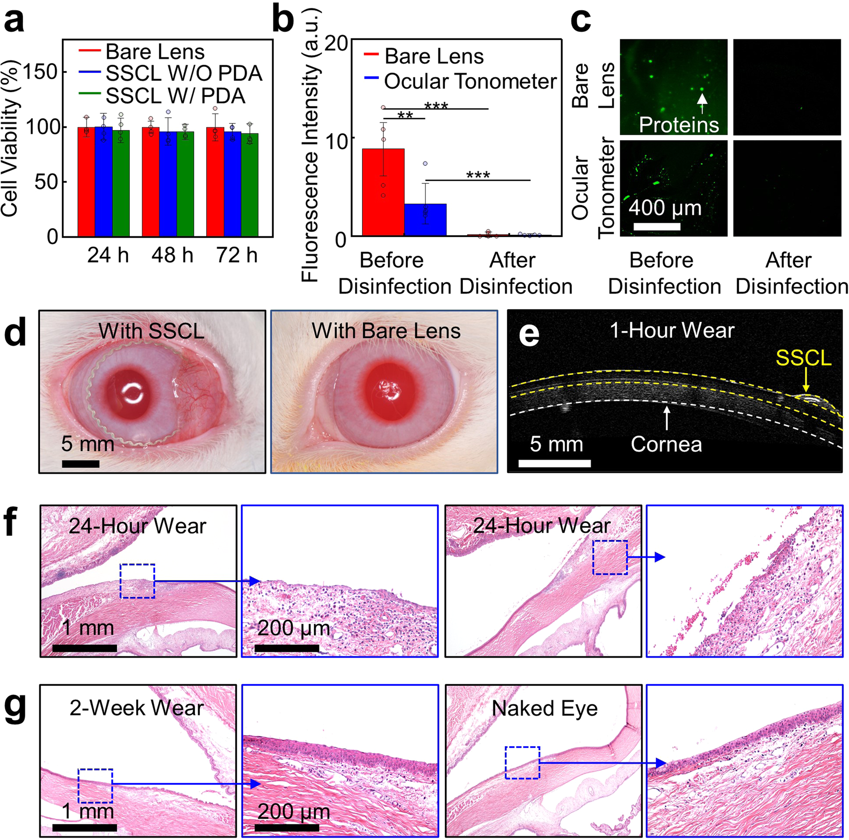Fig. 4: Cell viability and in vivo evaluations in rabbit eyes.