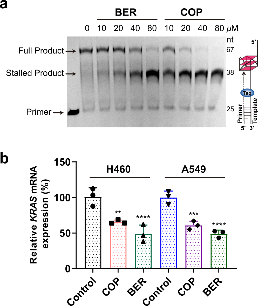 Fig. 7: Functional characterization of KRAS-G4.