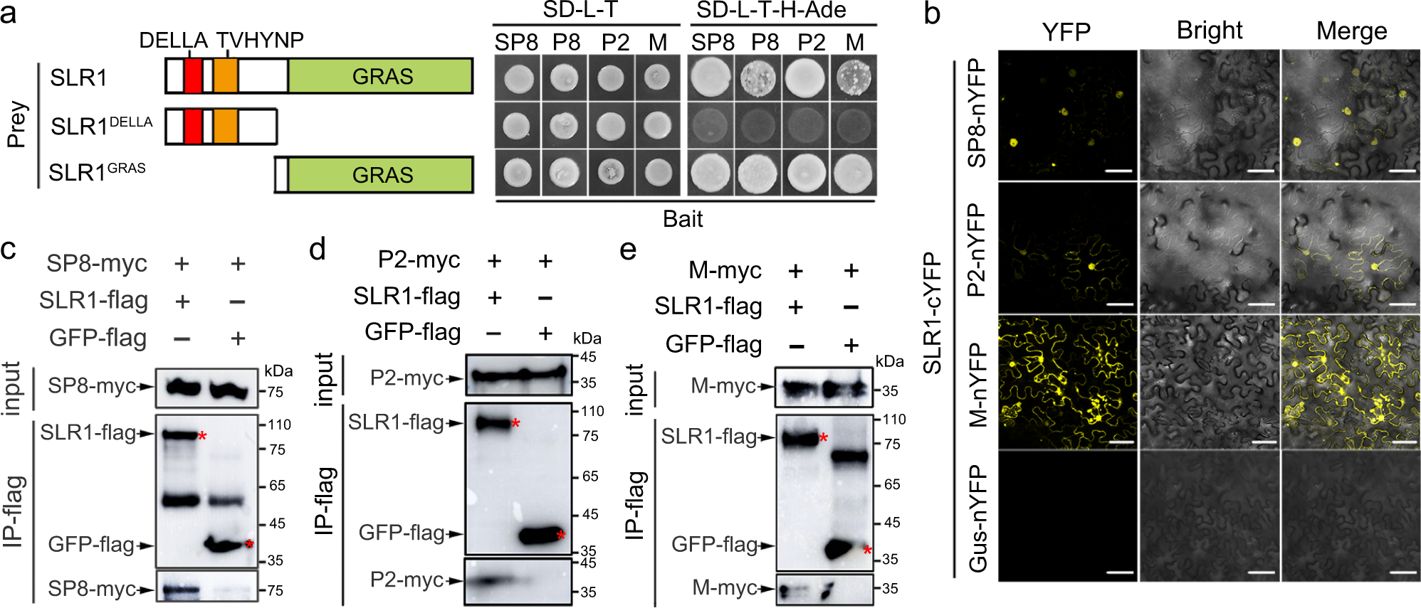 Fig. 1: GA-independent interactions between distinct viral proteins and SLR1.
