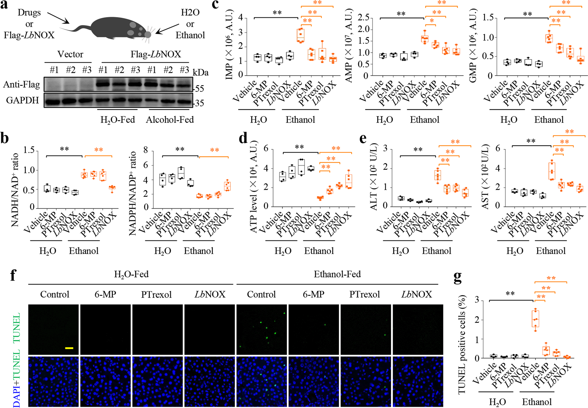 Fig. 7: Blocking purine biosynthesis prevents liver damage by ethanol administration-induced reductive stress.