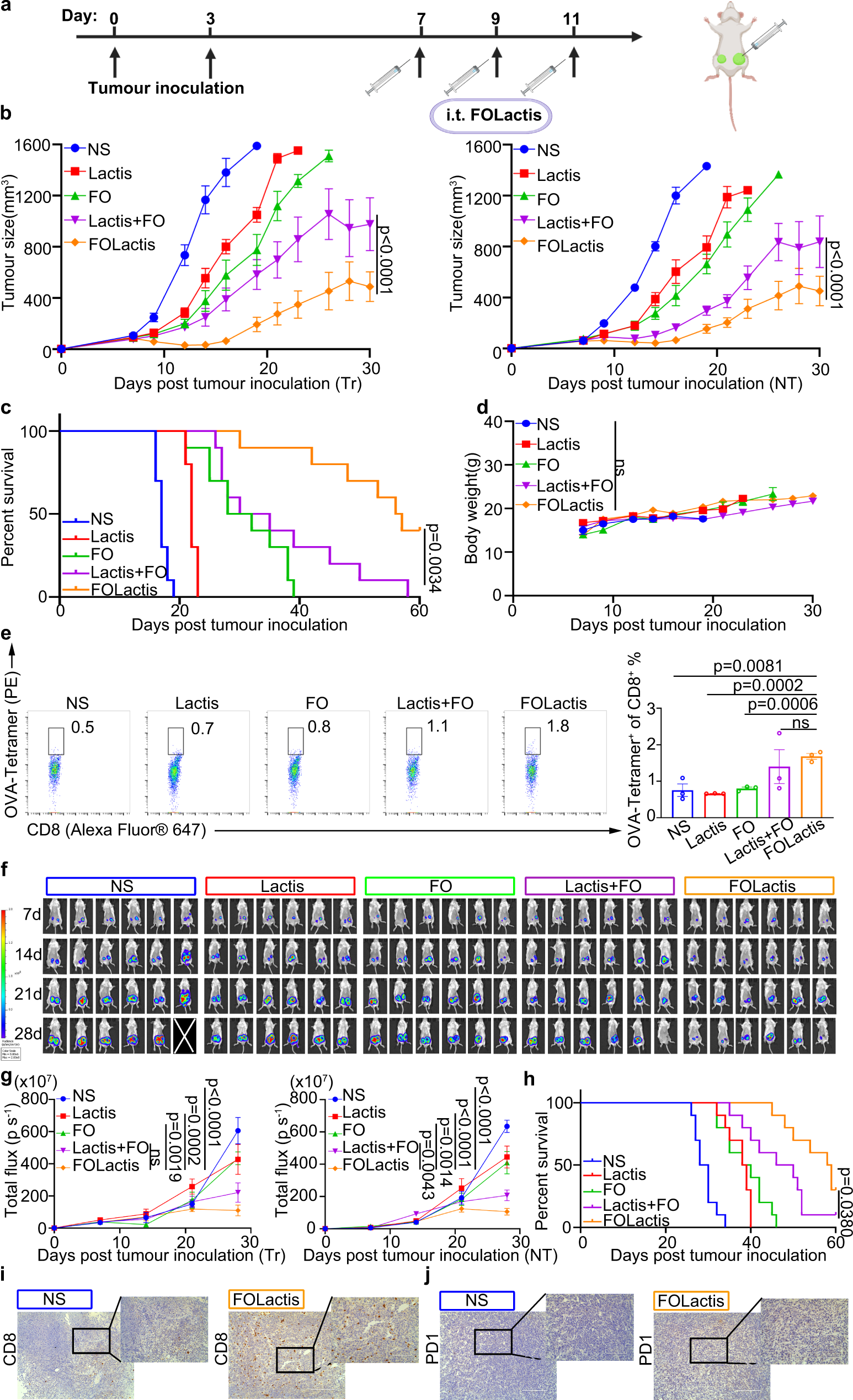Fig. 8: ISV with FOLactis initiated antigen-specific therapeutic effect and inhibited multiple types of immunologically “cold” cancer.