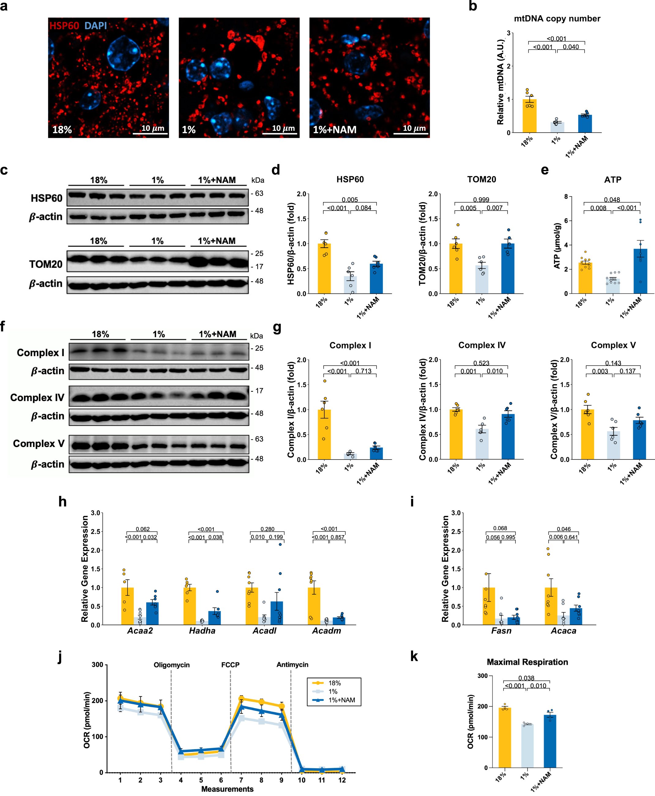 Fig. 3: The effect of NAM supplementation on mitochondrial characteristics of 1% protein-fed model.