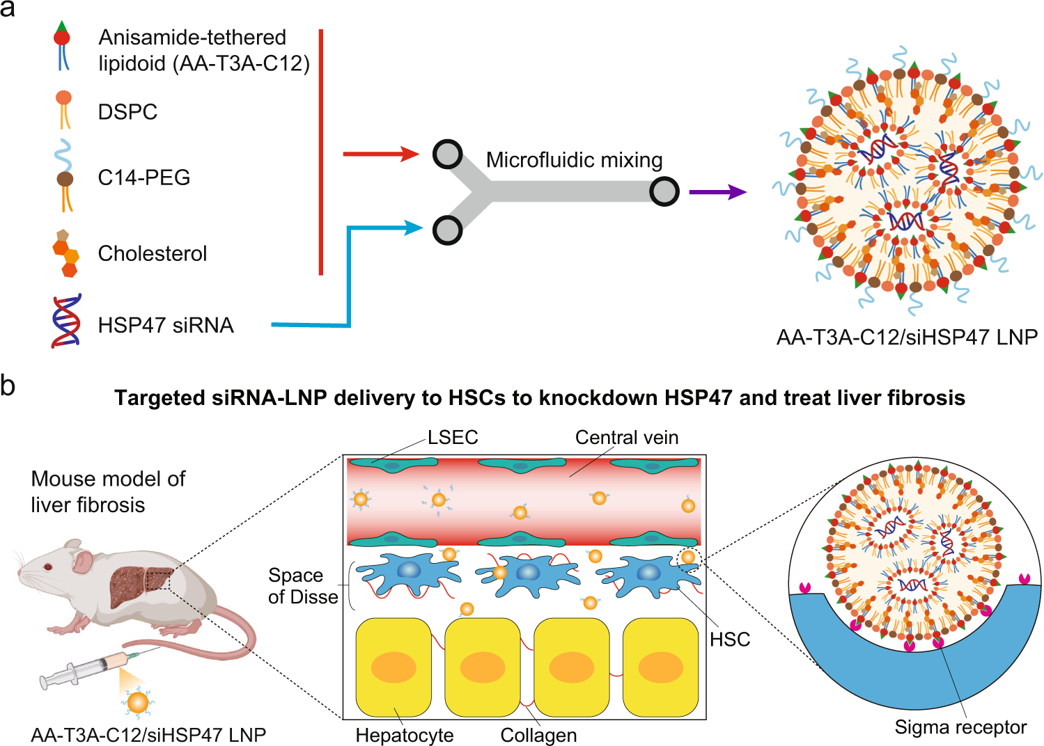 Fig. 1: Preparation and application of ligand-tethered lipidoid nanoparticles for targeted siRNA delivery to HSCs to treat liver fibrosis.