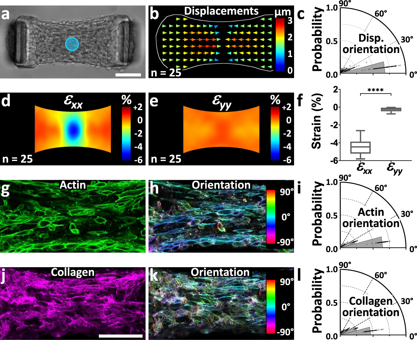 Fig. 2: The anisotropy of the optogenetically-induced contraction correlates with the microtissue architecture.