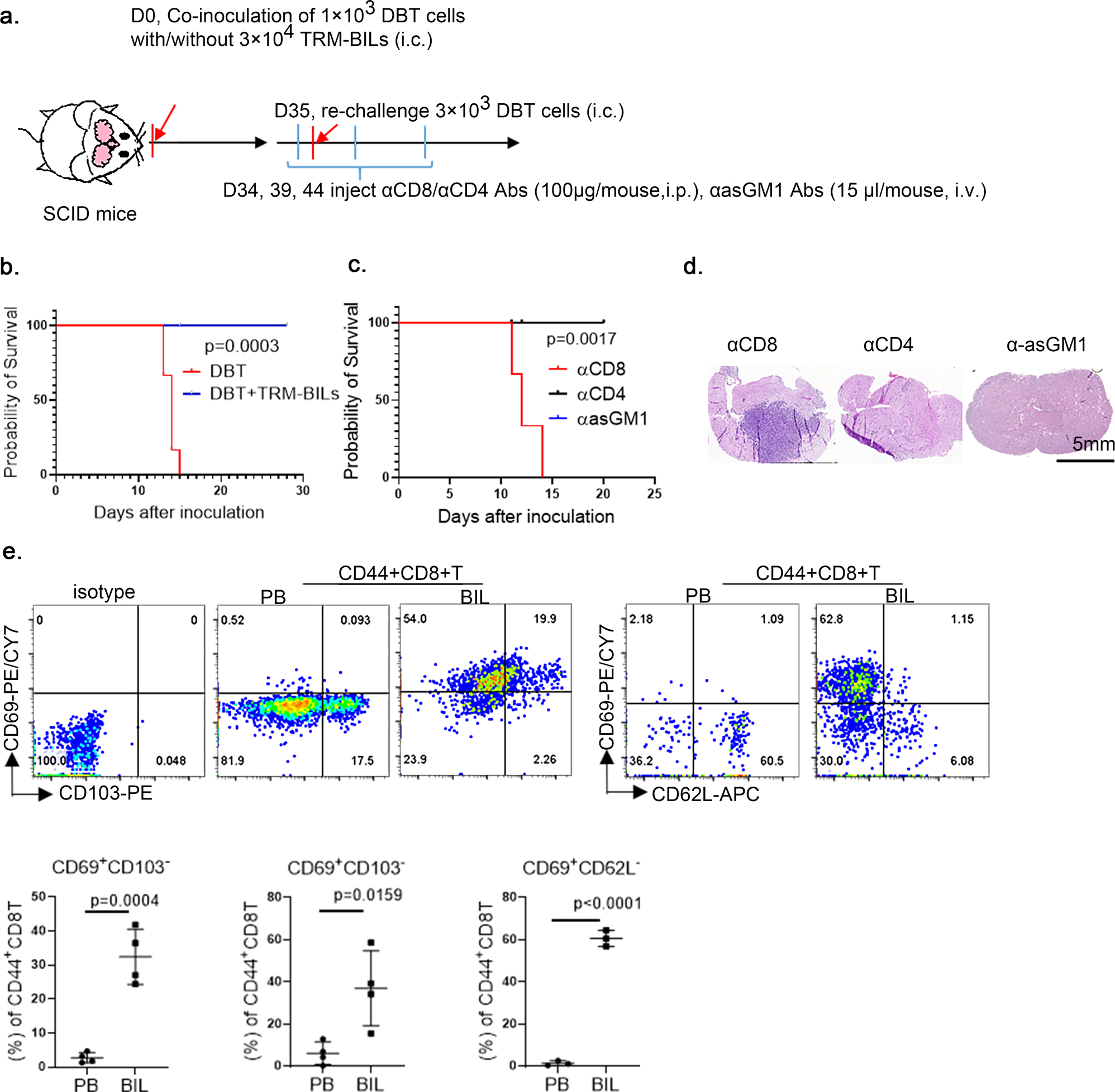 Fig. 5: TRM-like cells were CD8+T cells and exhibited TRM phenotypes.