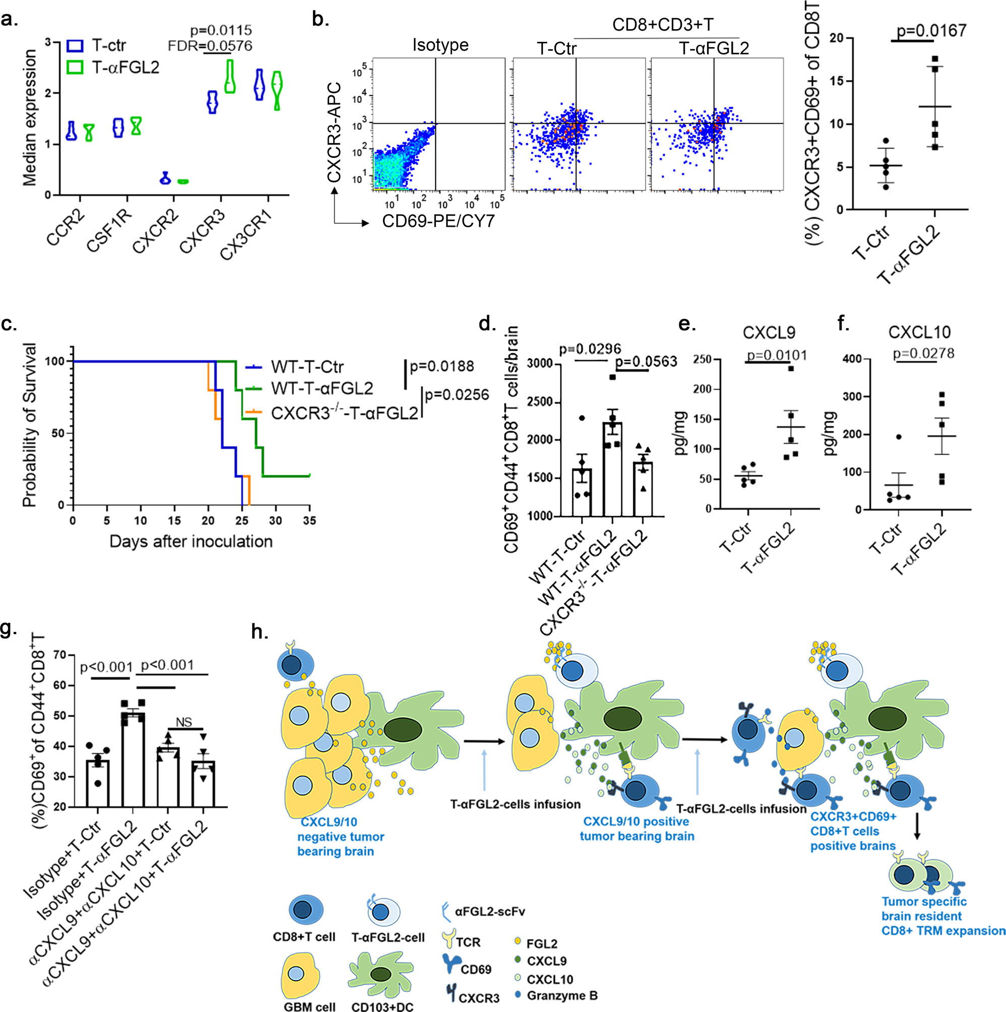 Fig. 8: T-αFGL2-induced CD69+CD8+TM cells were associated with CXCL9/10-CXCR3 axis.