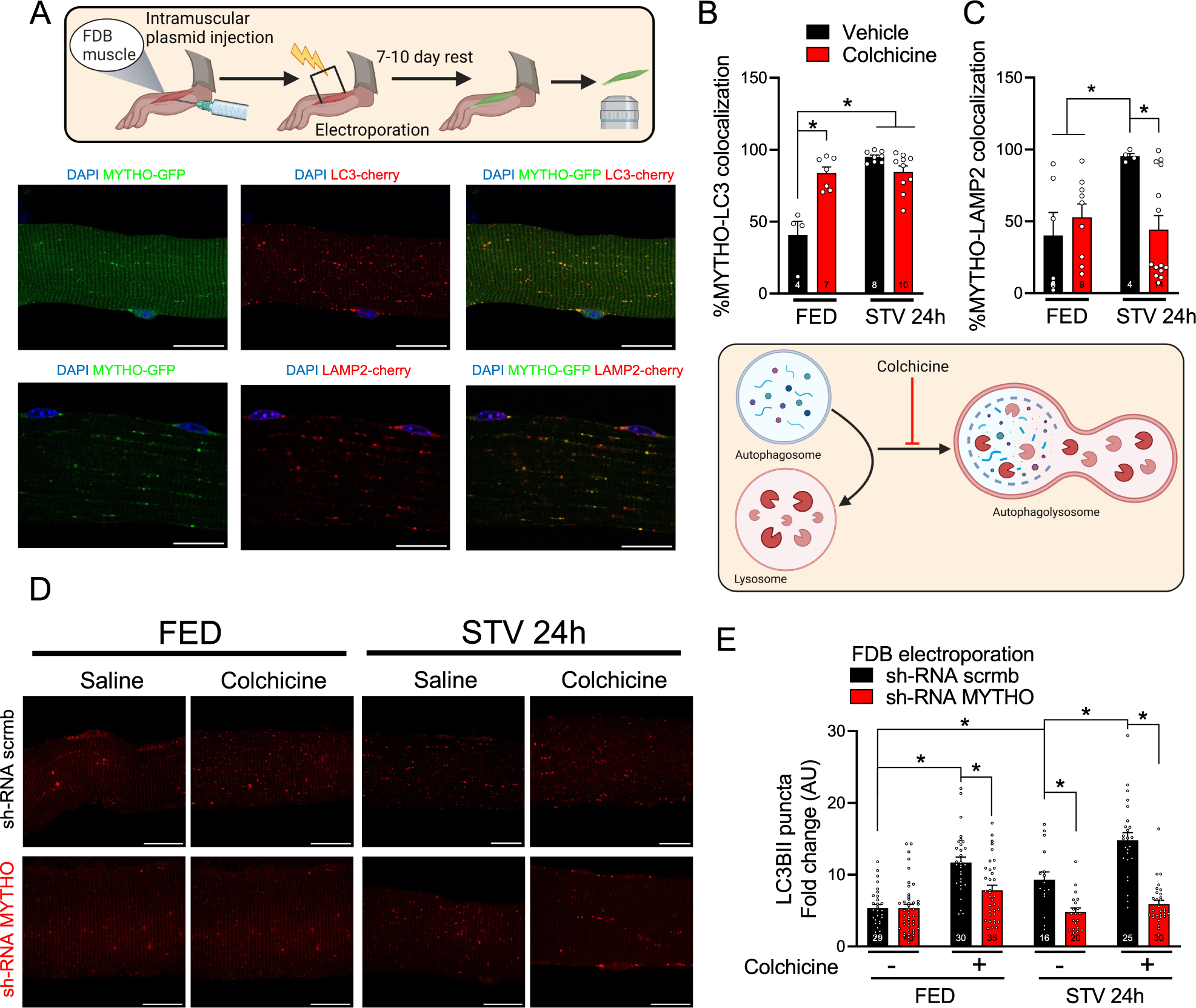 Fig. 2: MYTHO is required for skeletal muscle autophagy.