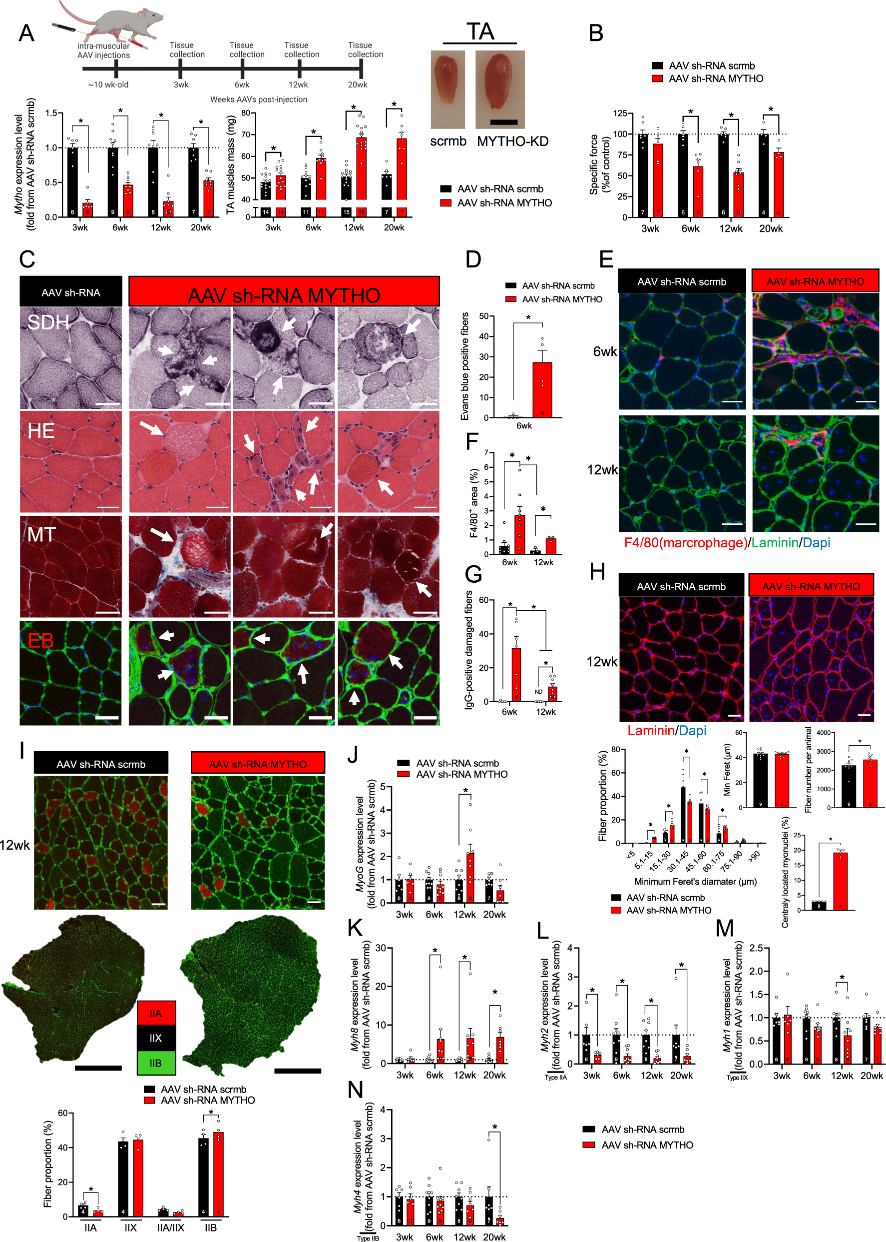 Fig. 3: Prolonged MYTHO depletion in skeletal muscle results in excessive growth, impairs muscle contractility, and induces several severe myopathy features.