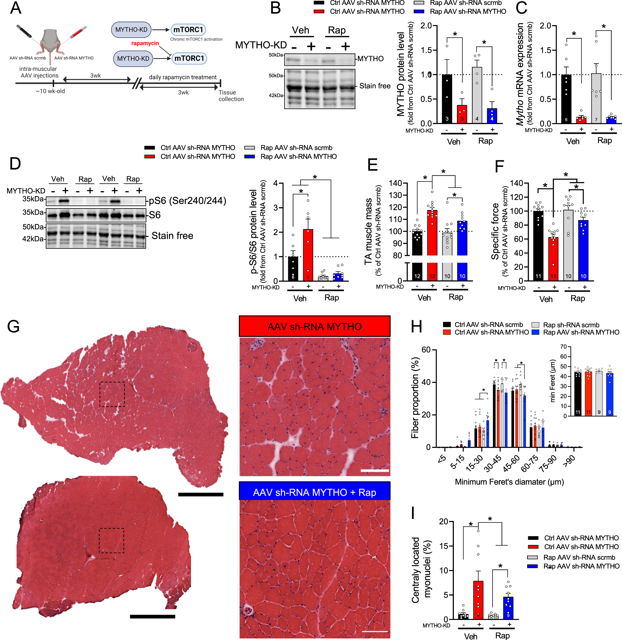 Fig. 7: Rapamycin treatment ameliorates MYTHO knockdown (MYTHO-KD) induced myopathy.