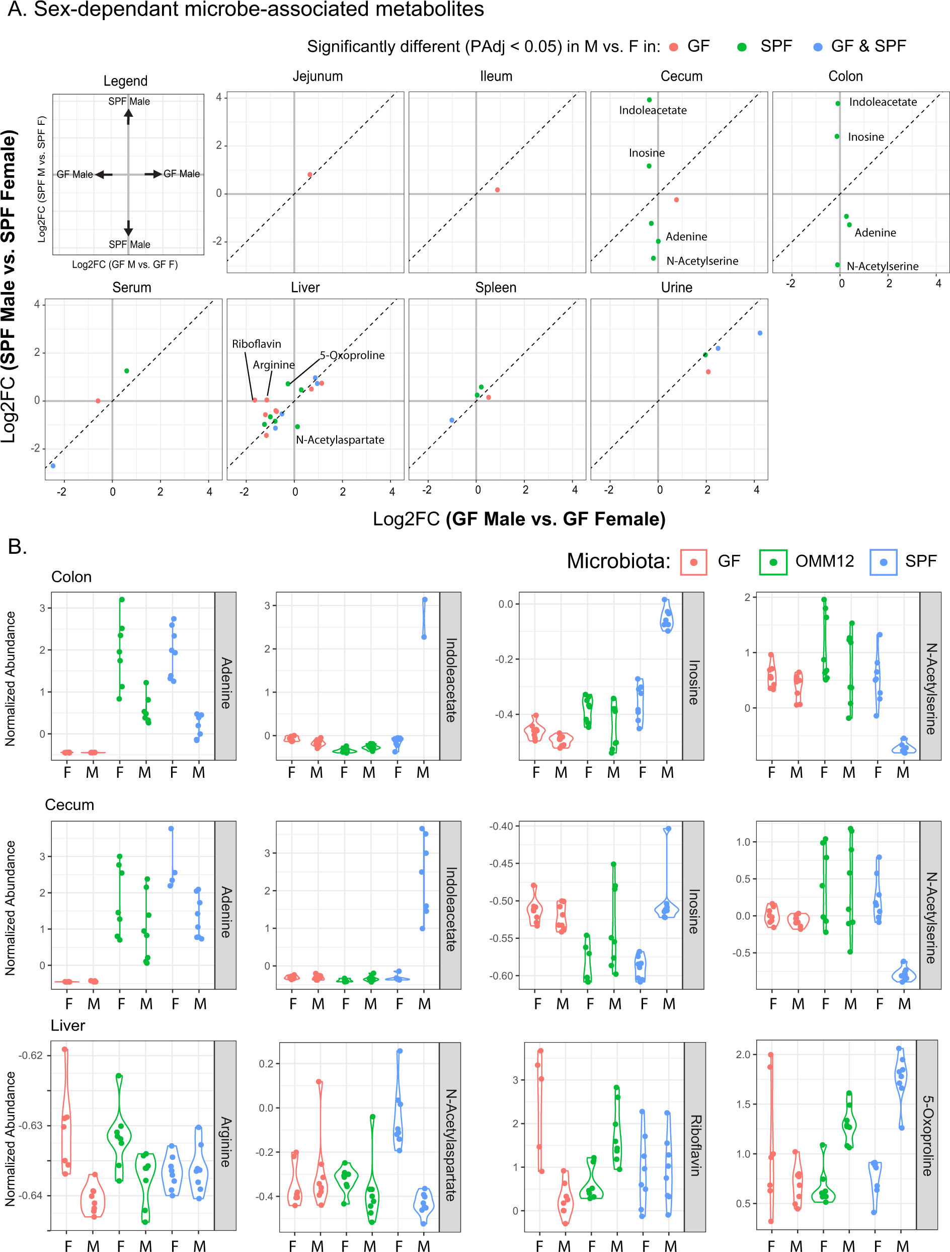 Fig. 5: Sex-specific changes in microbiota-associated metabolism.