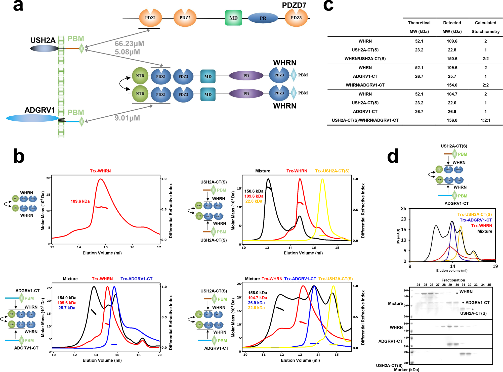 Fig. 3: WHRN NTD dimerization contributes to the assembly of the ternary USH2 complex.