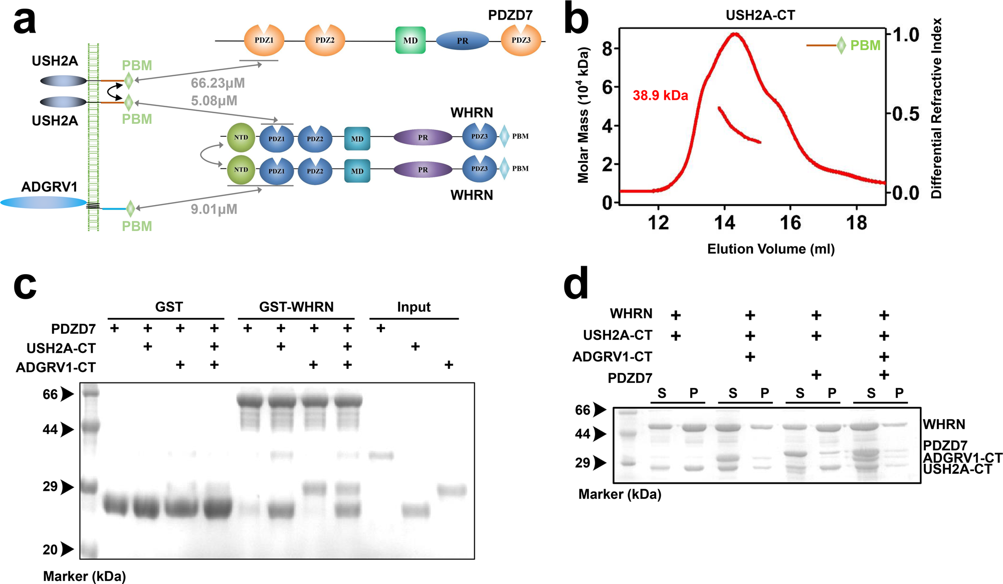 Fig. 4: The assembly of the quaternary USH2 complex requires the dimerized USH2A-CT.