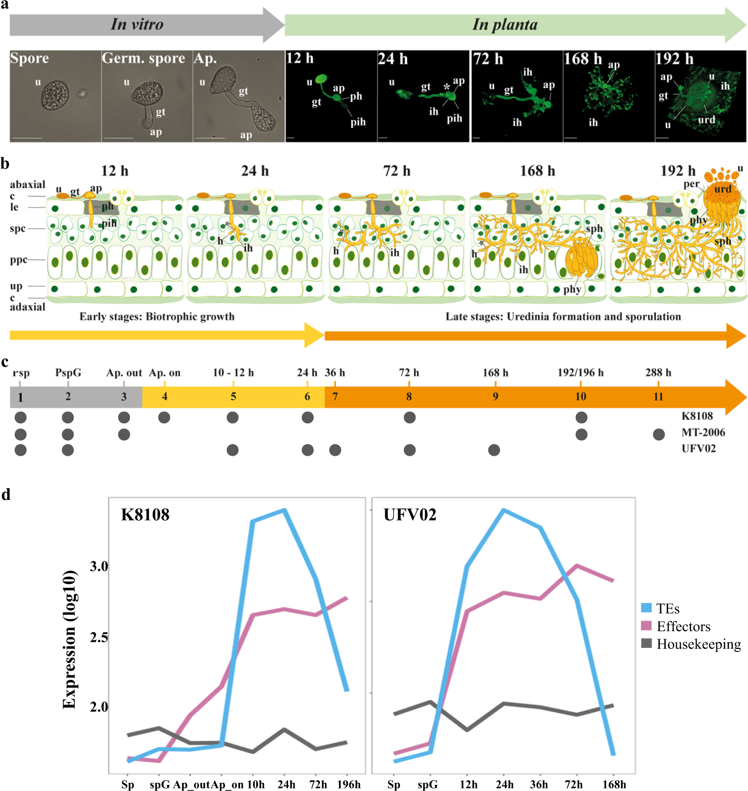 Fig. 3: Infection cycle of P. pachyrhizi and gene expression on the critical infection stages.