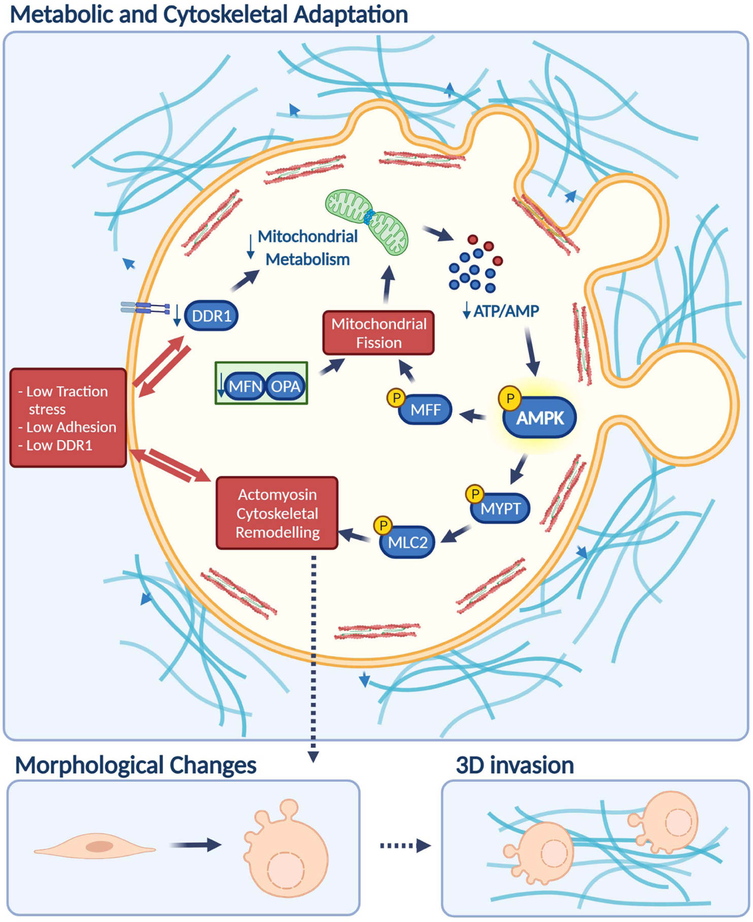 Fig. 10: AMPK is a mechano-metabolic sensor linking cell adhesion and mitochondrial dynamics to Myosin II dependent cell migration.