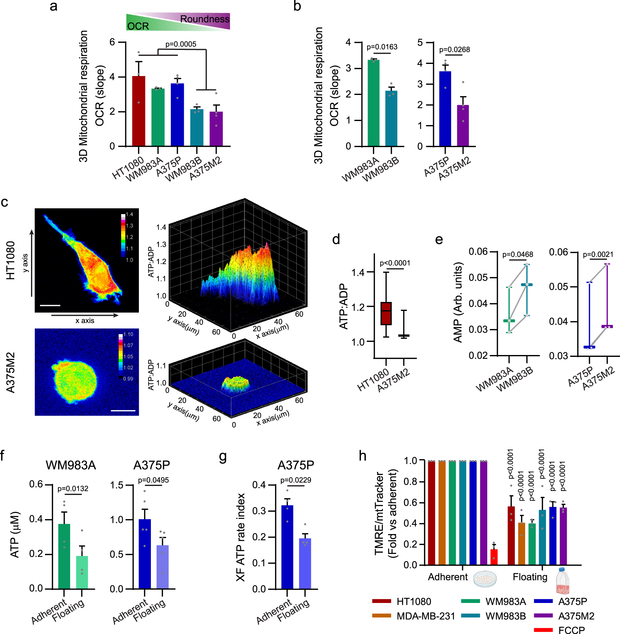 Fig. 2: Different modes of migration and mitochondrial metabolism.