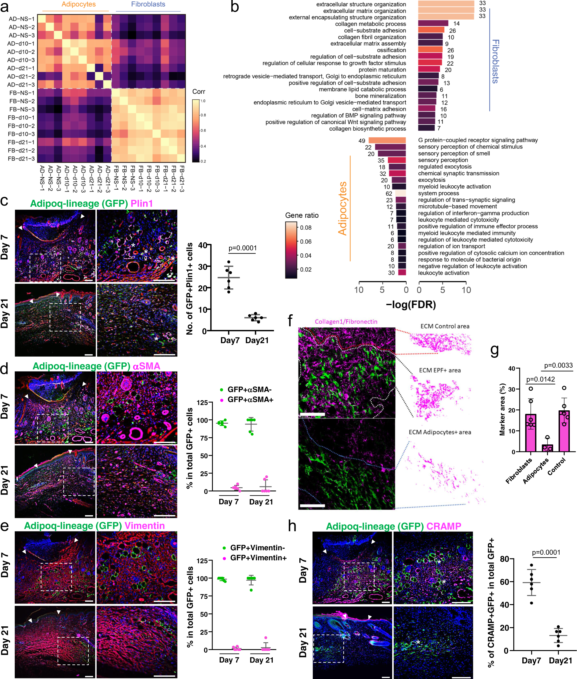 Fig. 5: Adipocytes are non-fibrogenic in wounds.