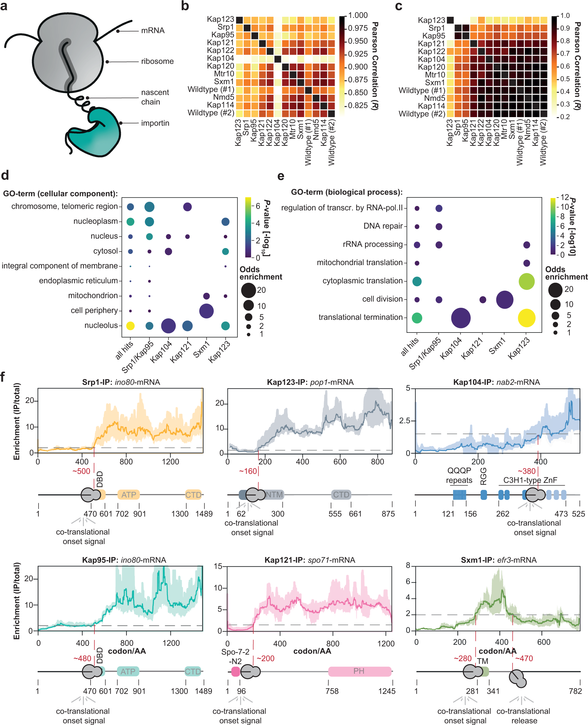 Fig. 1: SeRP of importins reveals co-translational binding to cargo.