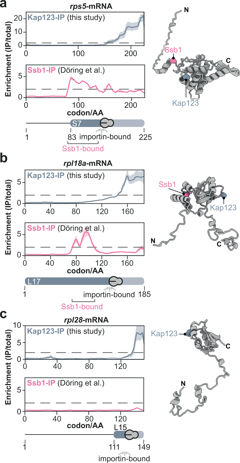 Fig. 5: Nascent chaperoning and cargo complex formation of r-proteins.