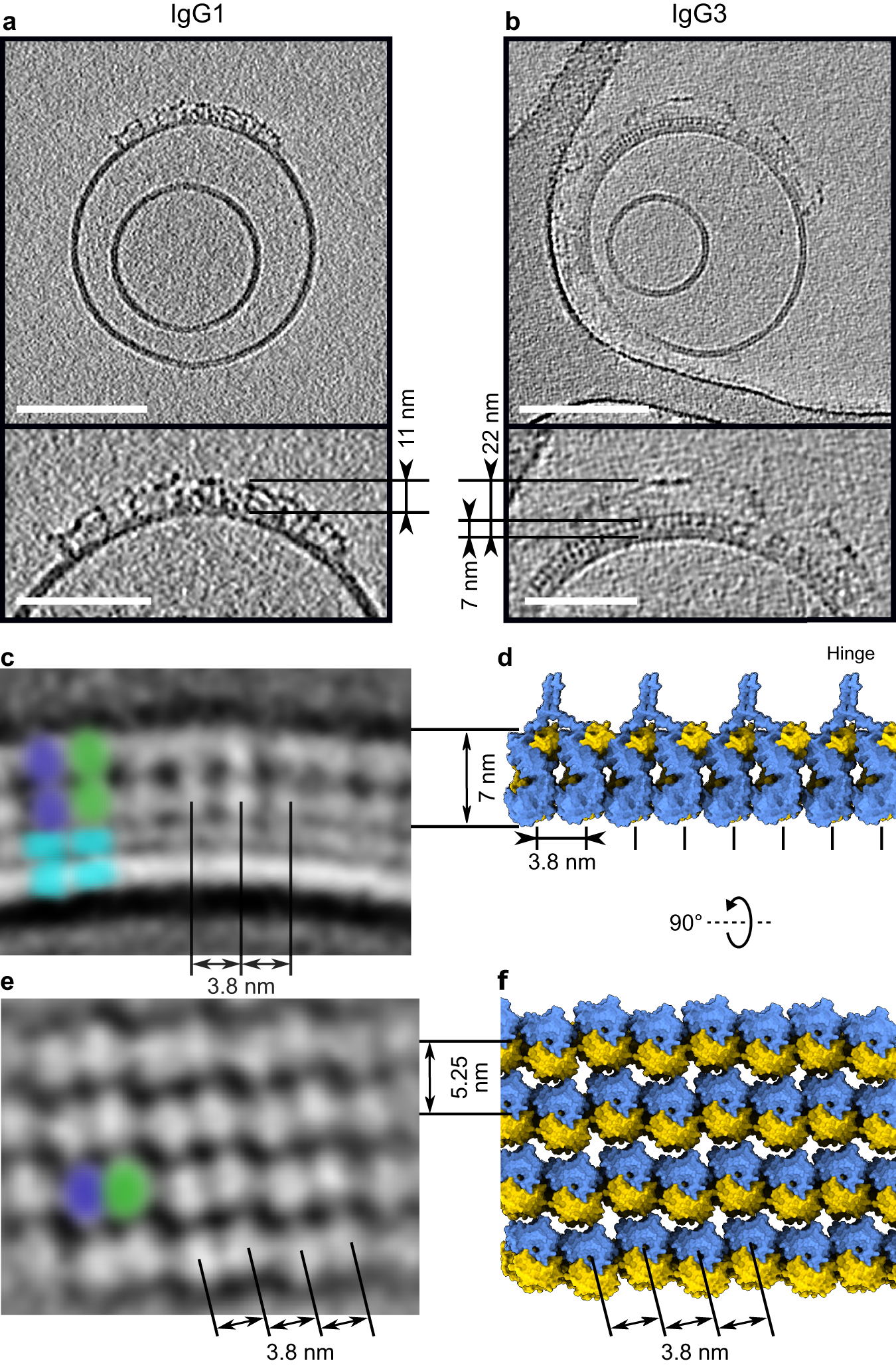 Fig. 1: Characterisation of antigen-bound IgG1 and IgG3.
