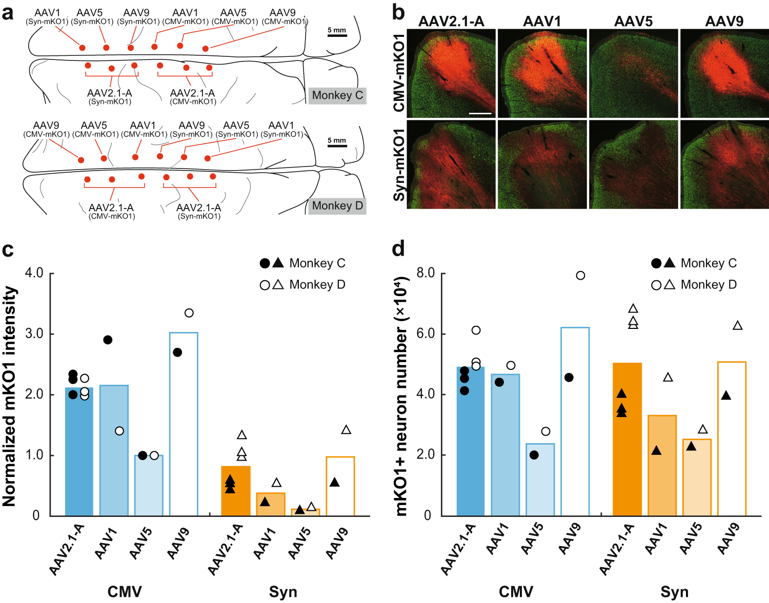 Fig. 3: Intensity of mKO1 native-fluorescence and number of mKO1-positive neurons at sites of monkey cortical injections of AAV2.1-A, AAV1, AAV5, and AAV9 vectors.