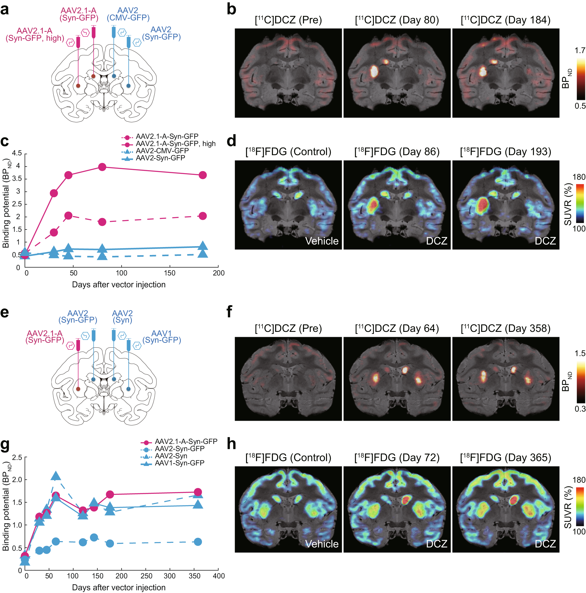 Fig. 6: Chemogenetic manipulation of striatal neuron activity.