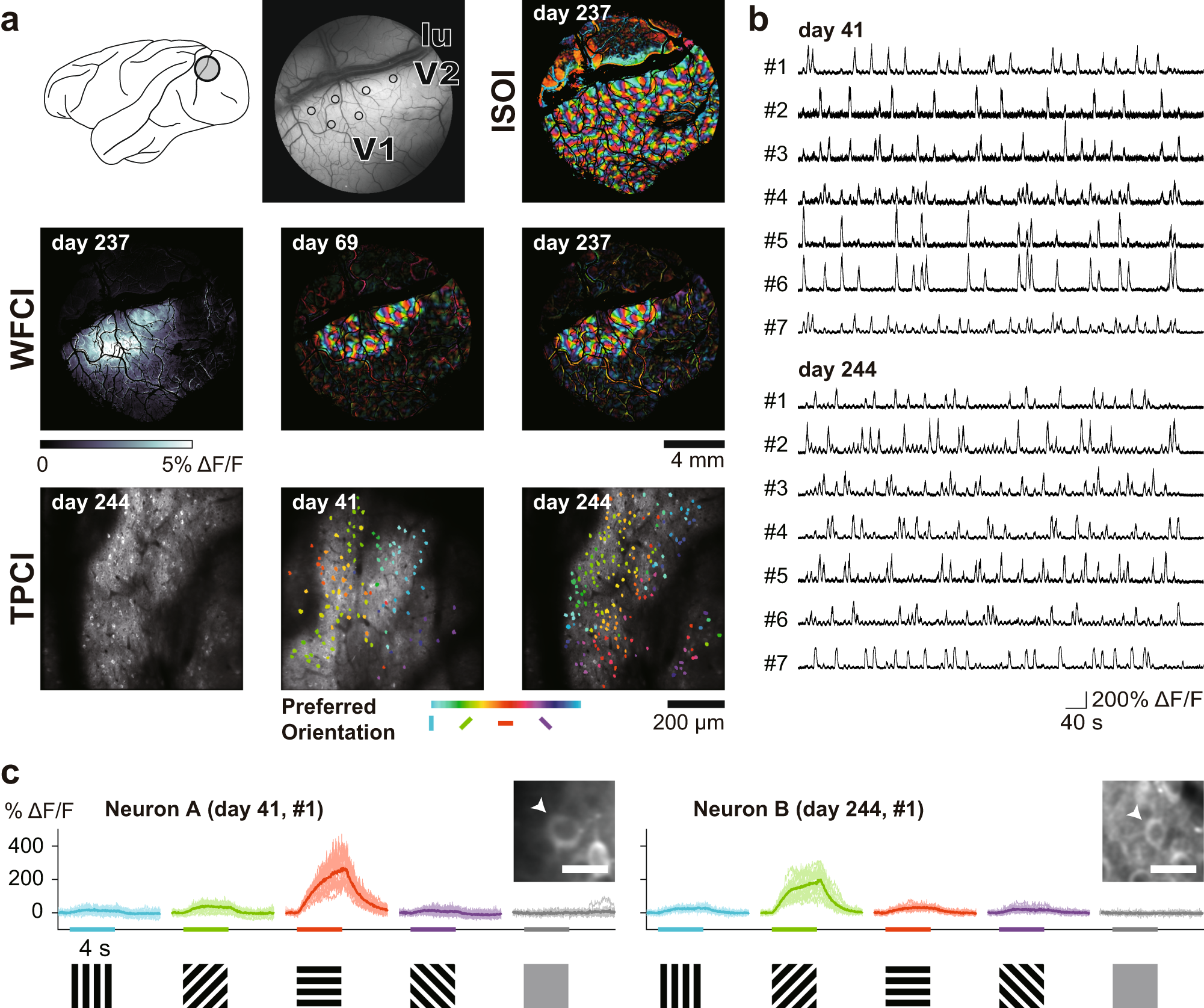 Fig. 8: In vivo calcium imaging of visual cortical neuron activity.