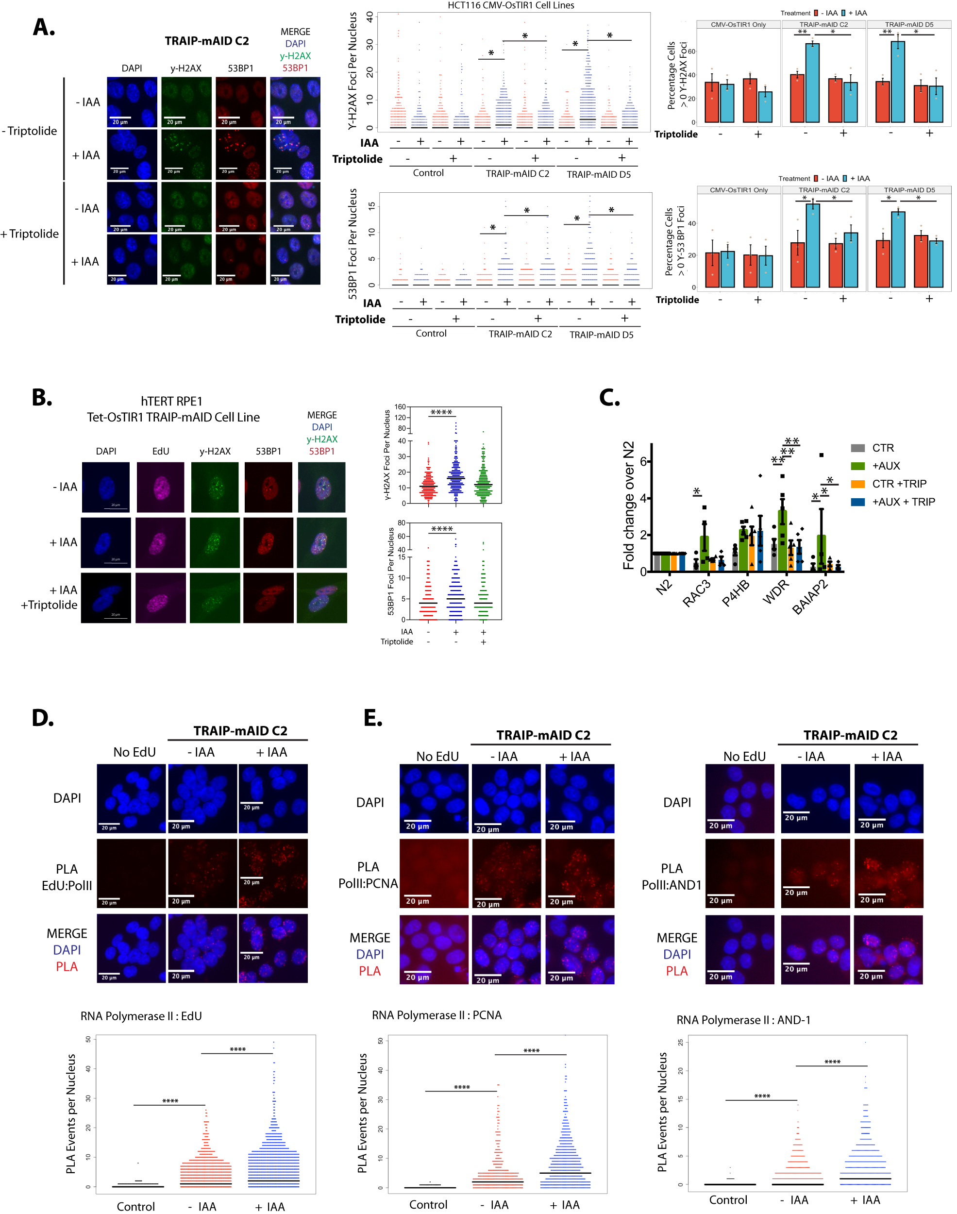 Fig. 5: DNA damage induced in S-phase by TRAIP degradation depends on presence of transcription machinery.