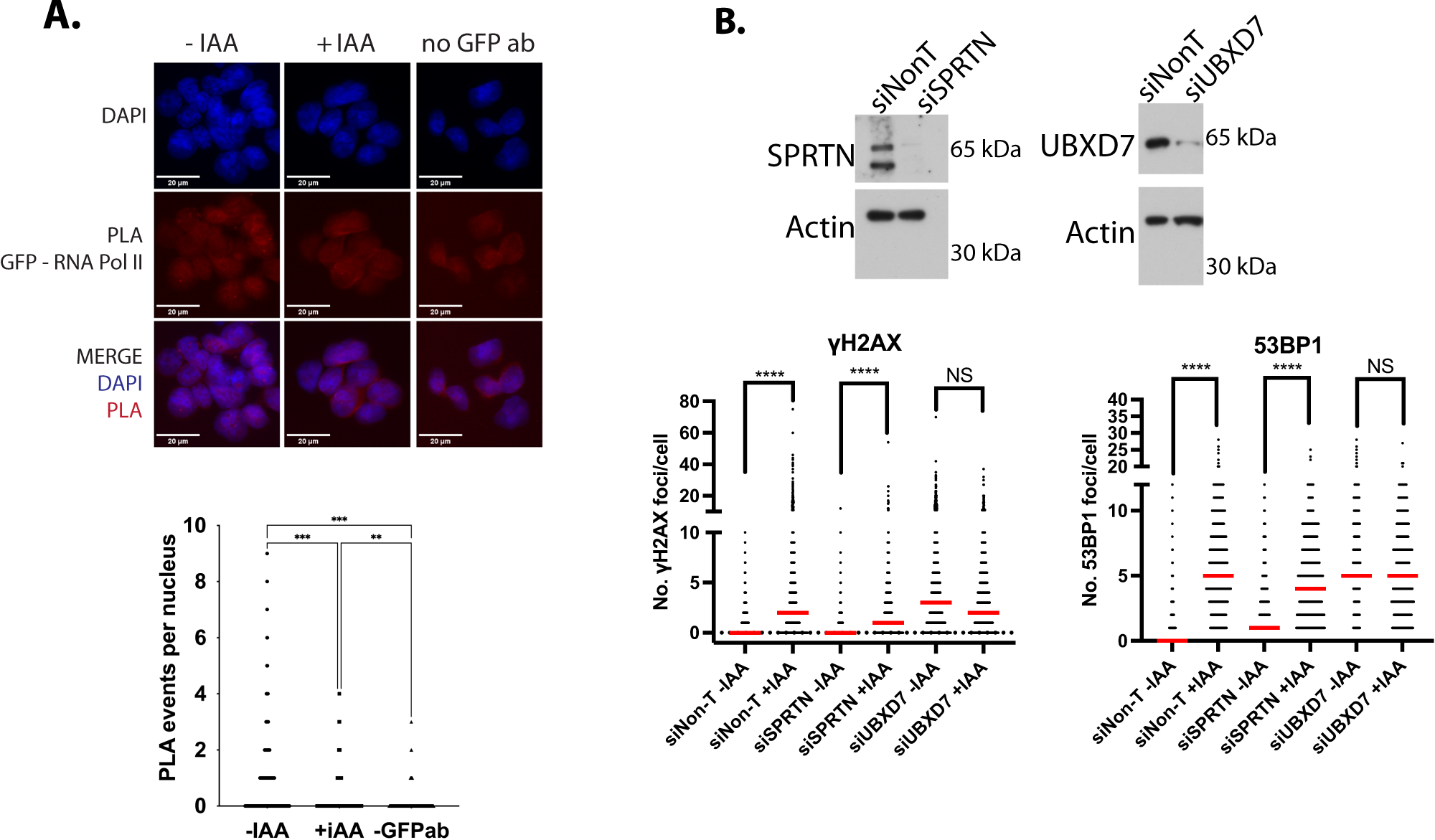 Fig. 7: TRAIP facilitates resolution of replication transcription encounters.