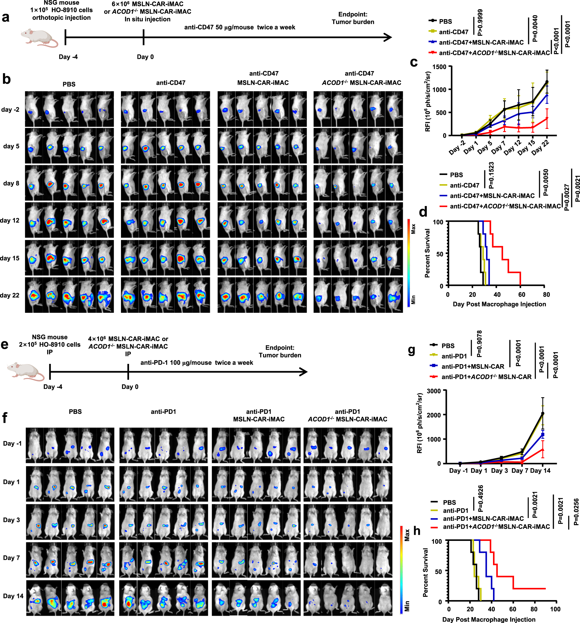 Fig. 7: ACOD1 deletion promoted the anti-ovarian cancer activity of iMACs combining with ICIs in vivo.