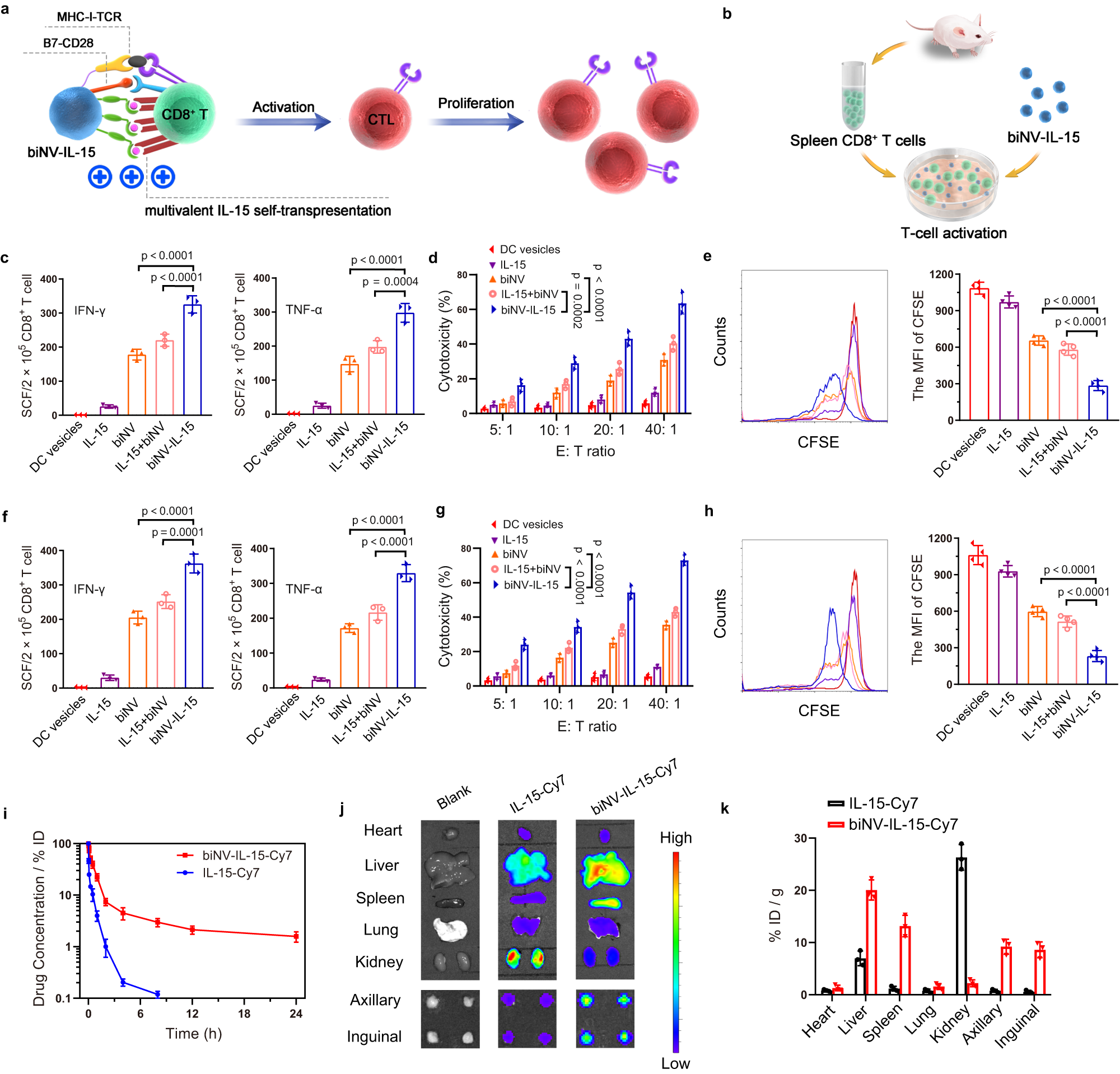 Fig. 3: biNV-IL-15 for multivalent IL-15 self-transpresentation (MIST) and secondary lymphoid organ accumulation.