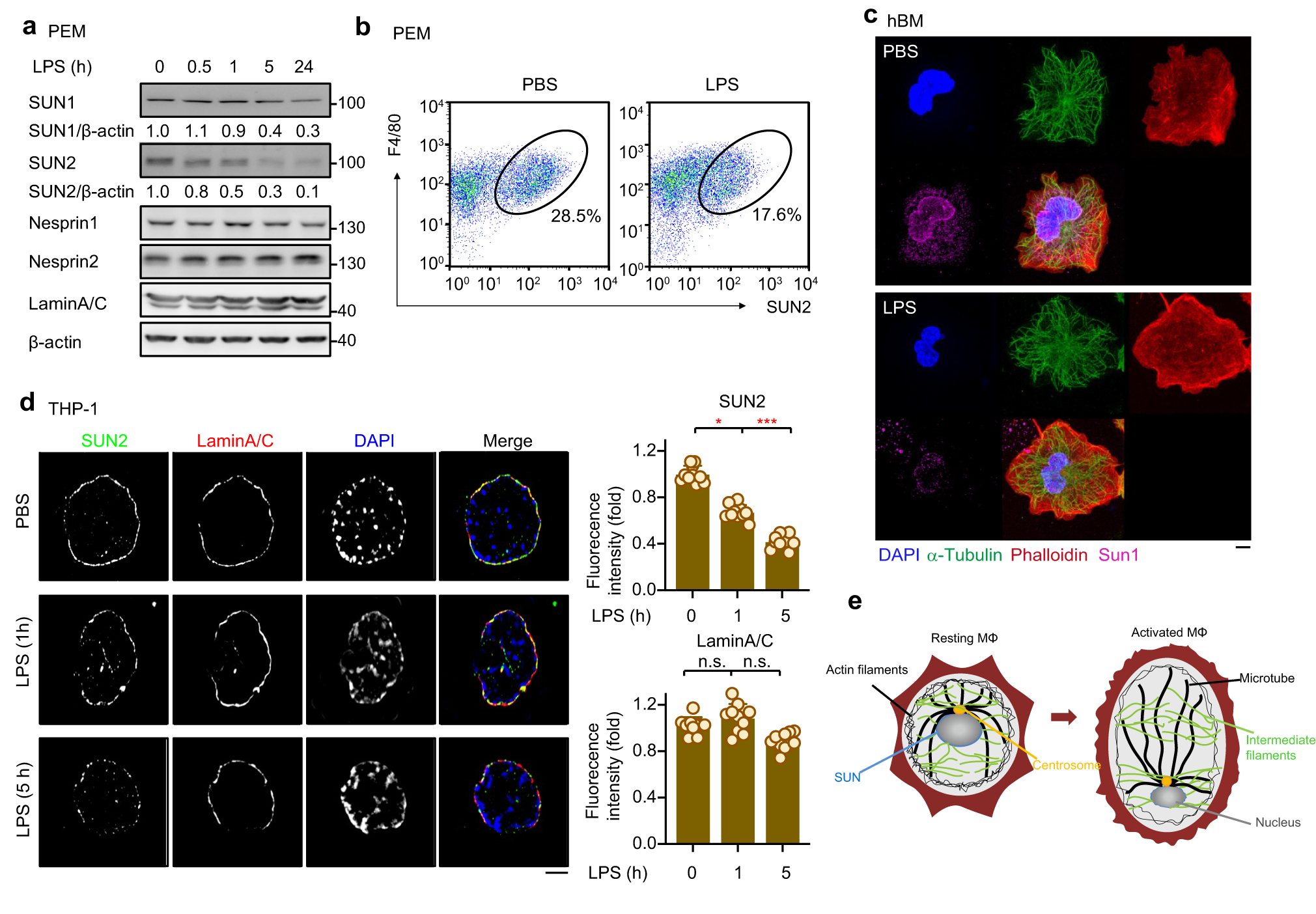 Fig. 2: Decreases of the SUN1/2 protein levels in response to inflammatory cues.