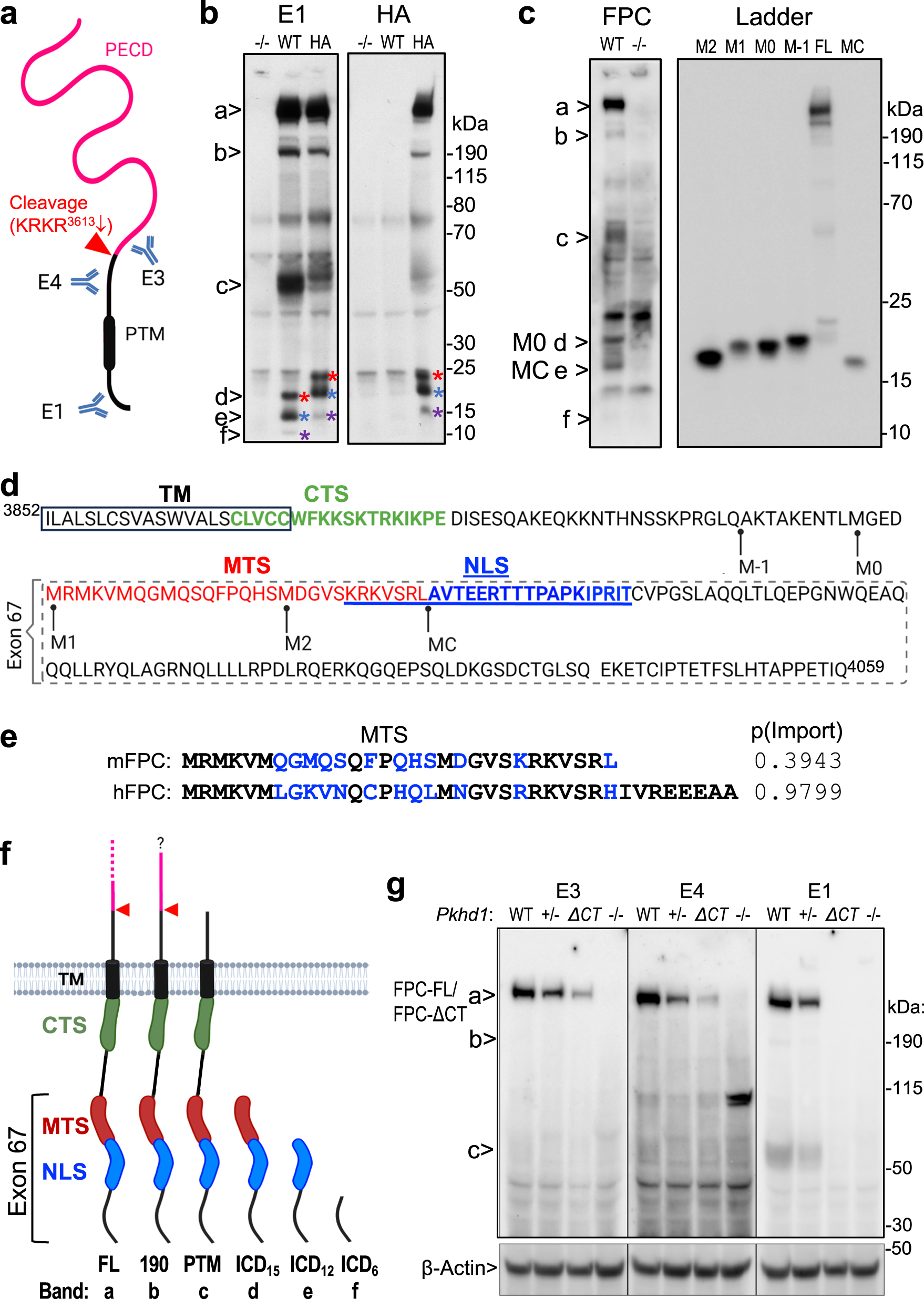 Fig. 1: Processing of native FPC generates C-terminal cleavage fragments in vivo, including ICD15 with an N-terminal mitochondrial targeting sequence.