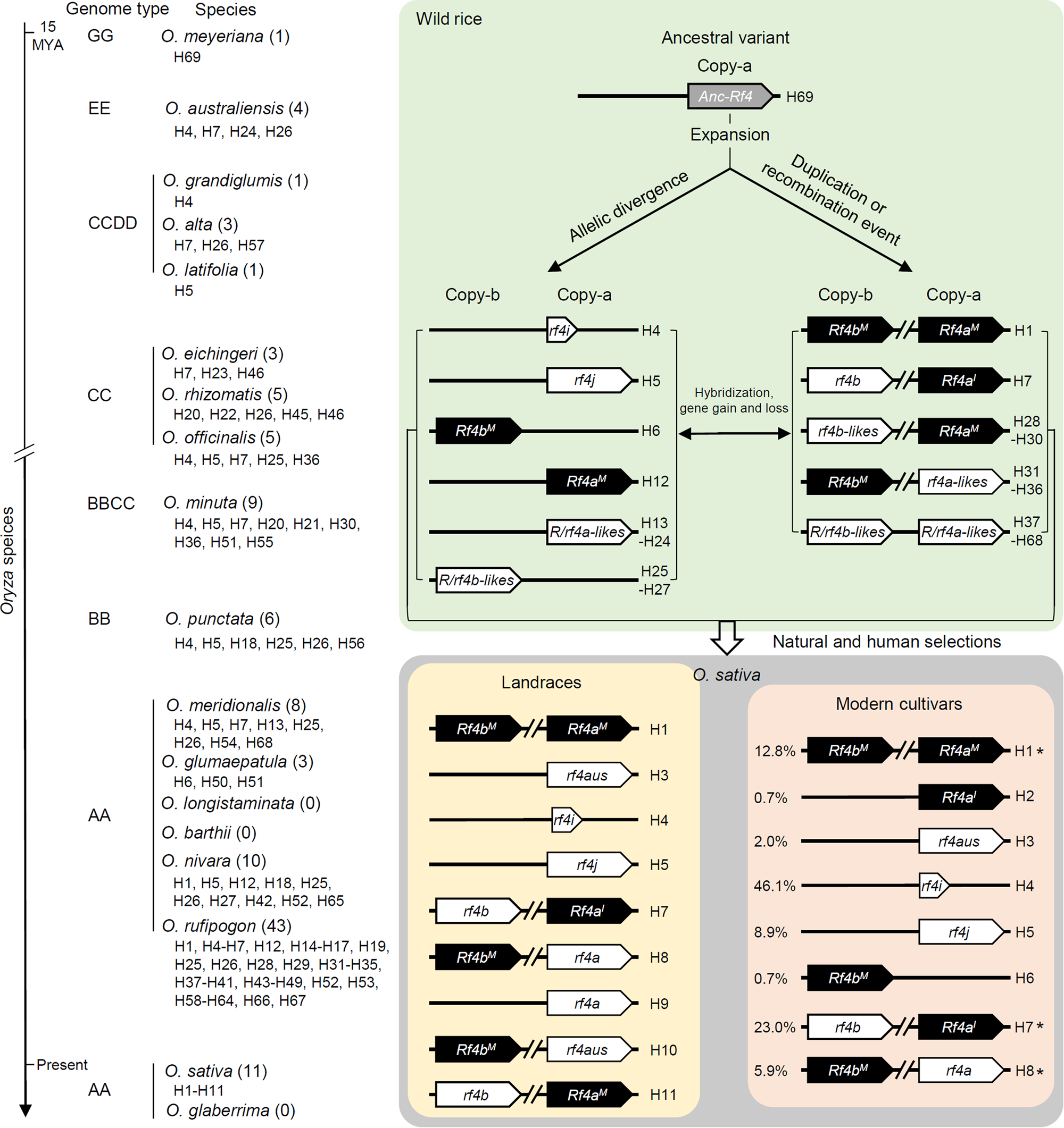 Fig. 2: Evolutionary trajectory of Rf4 haplotypes in Oryza species.
