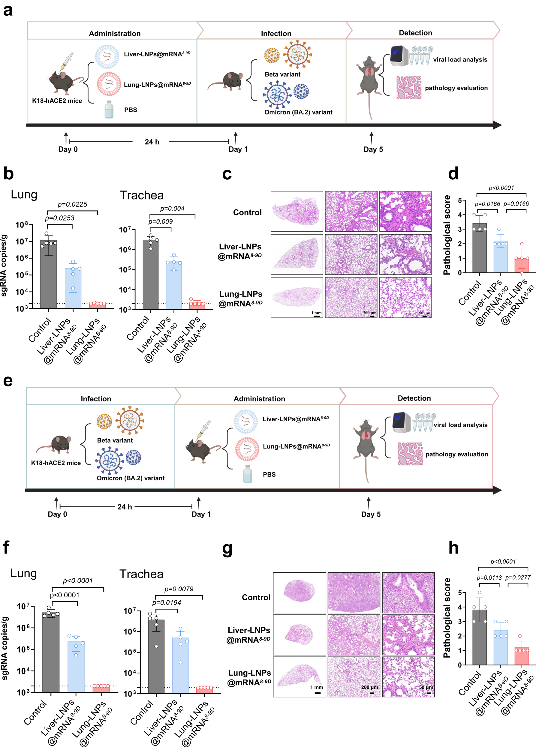 Fig. 5: 8-9D mRNA protective efficacy in SARS-CoV-2 animal model.